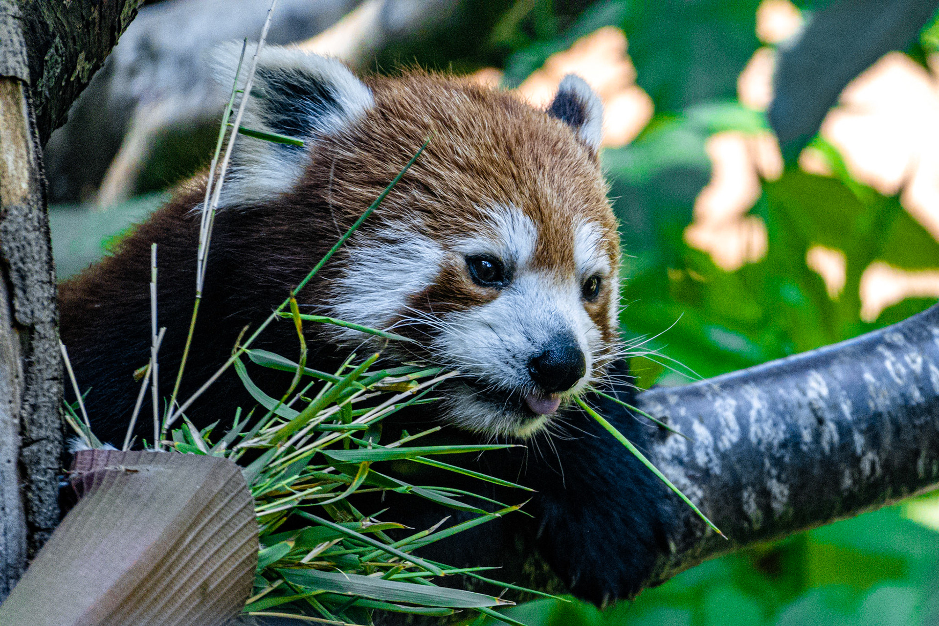Red Panda