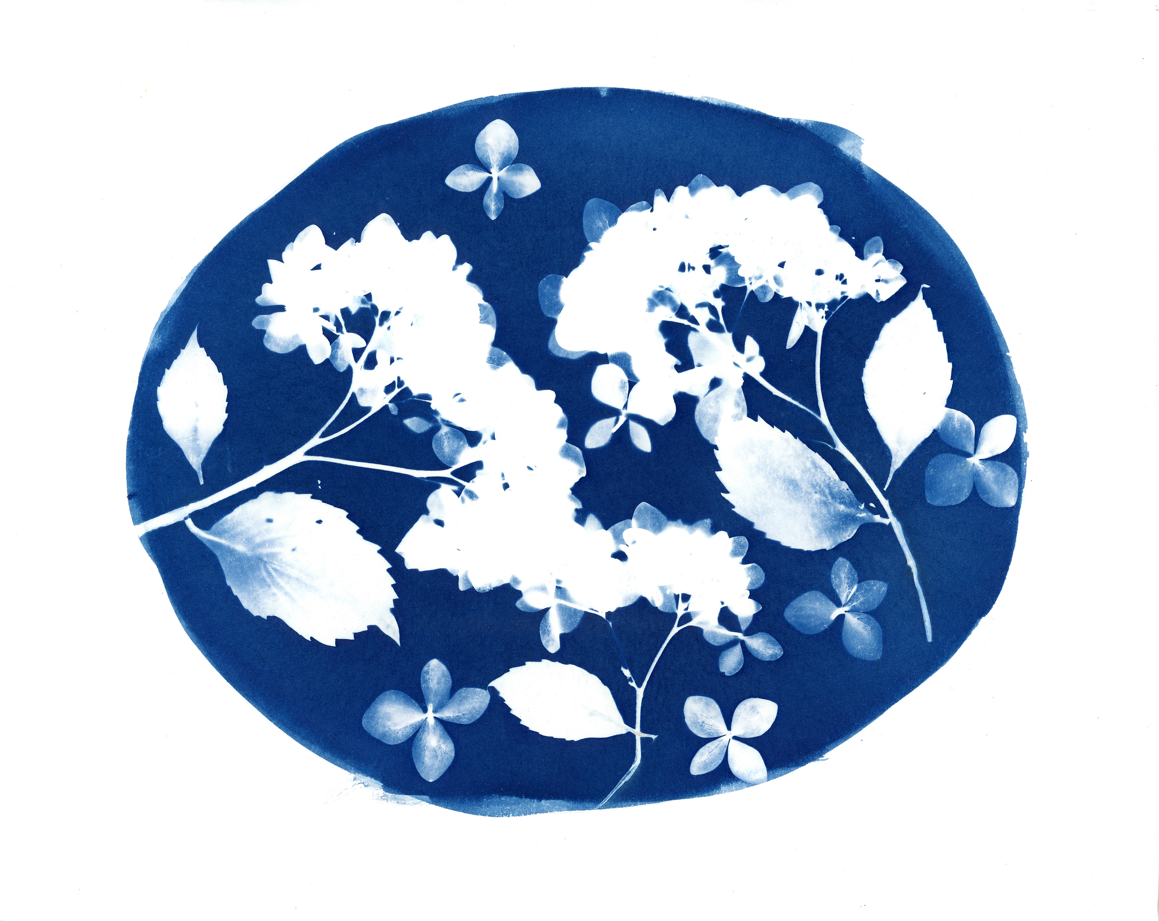 "Hydrangea Harmony" || 2026 || 8x10"