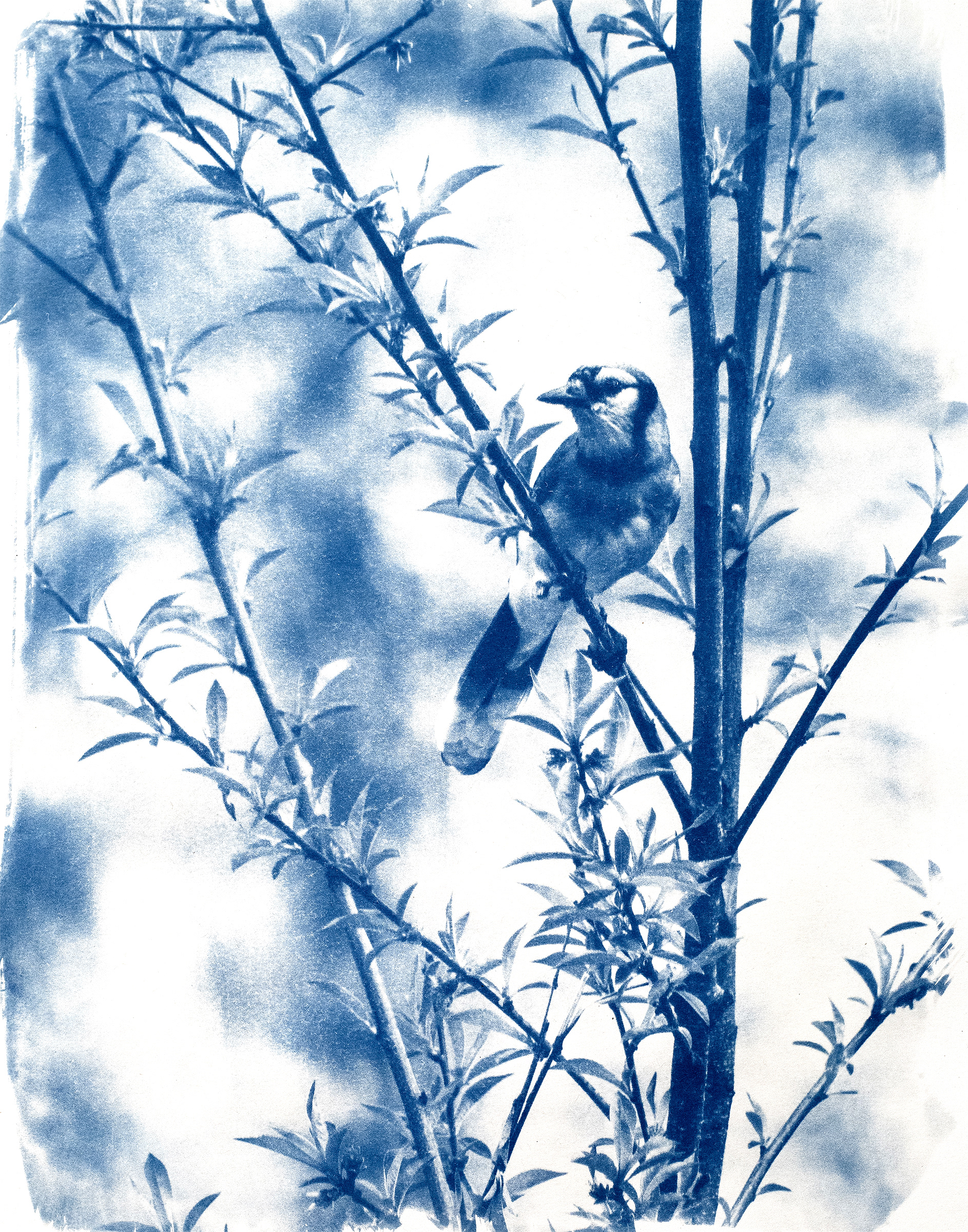 "Blue Jay No. 1" || 2025 || 11x14" 