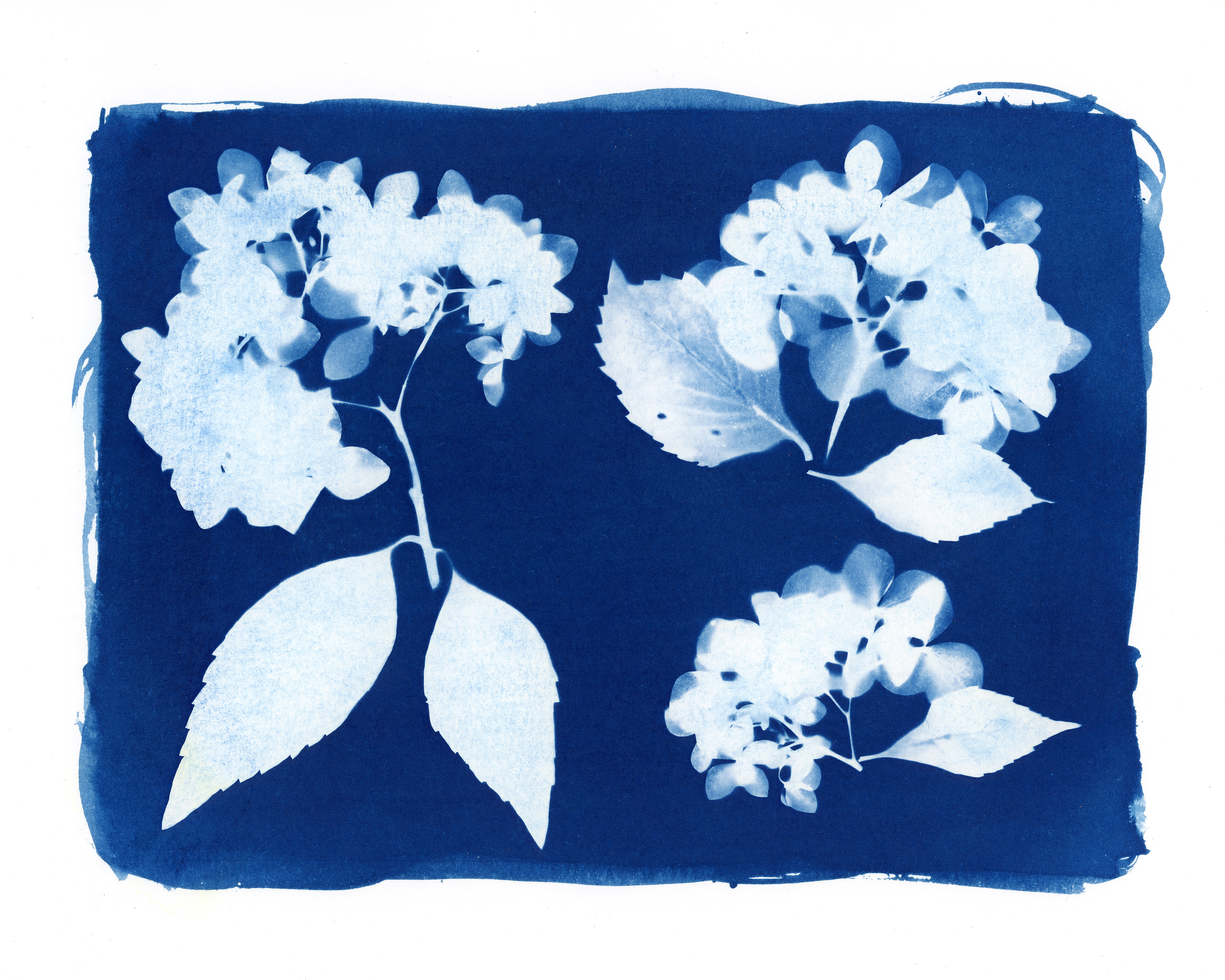 "Hello, Hydrangeas" || 2026 || 8x10"