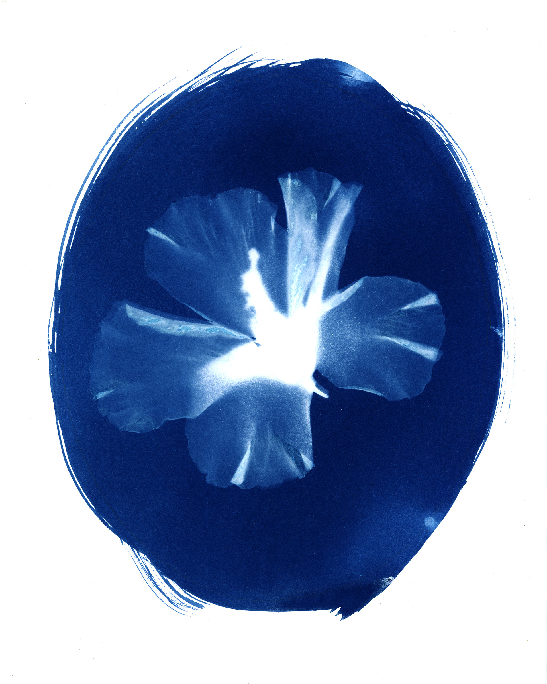 "Bloom Cameo No.1" || 2026 || 8x10"