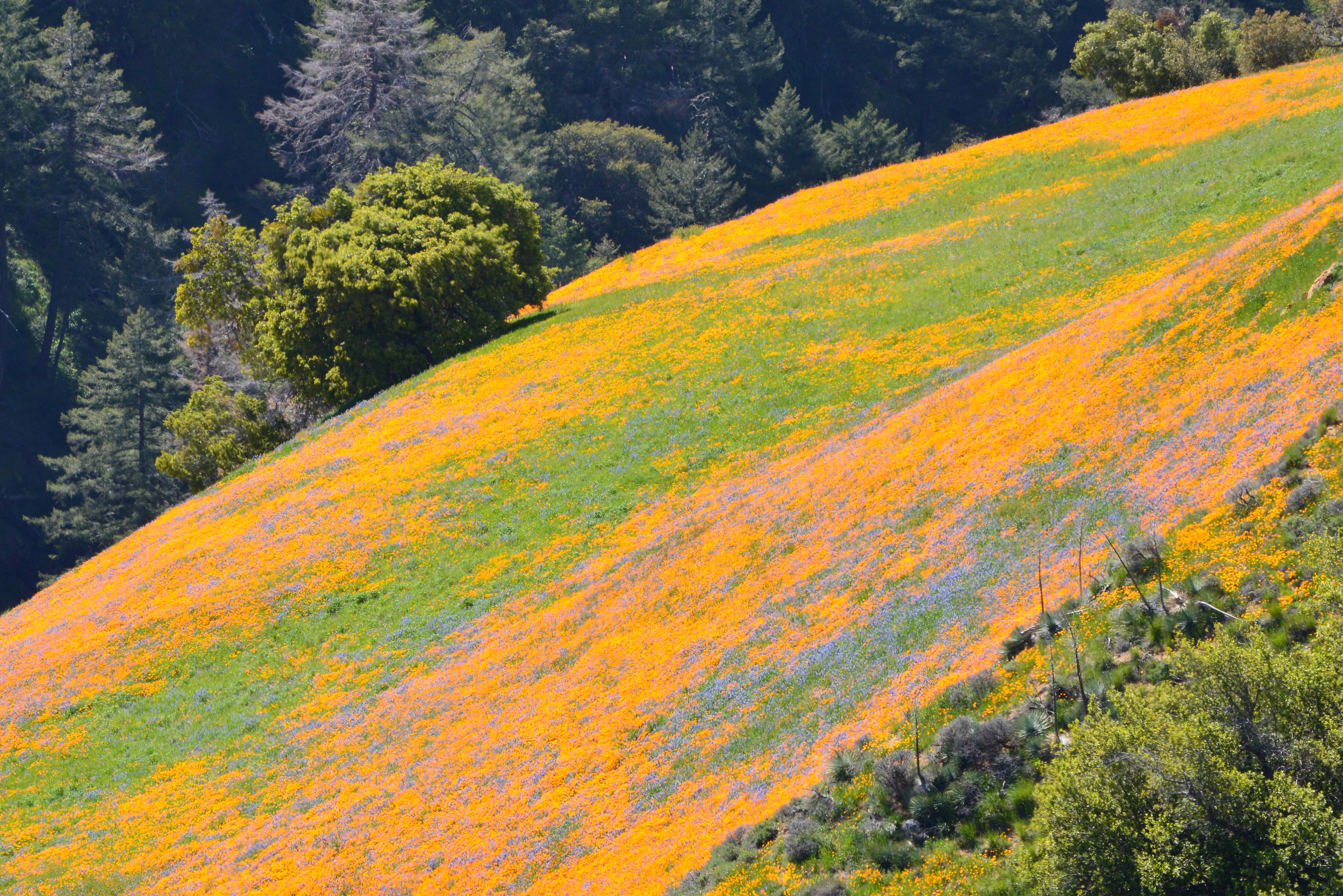 Figueroa Mountain Wildflowers