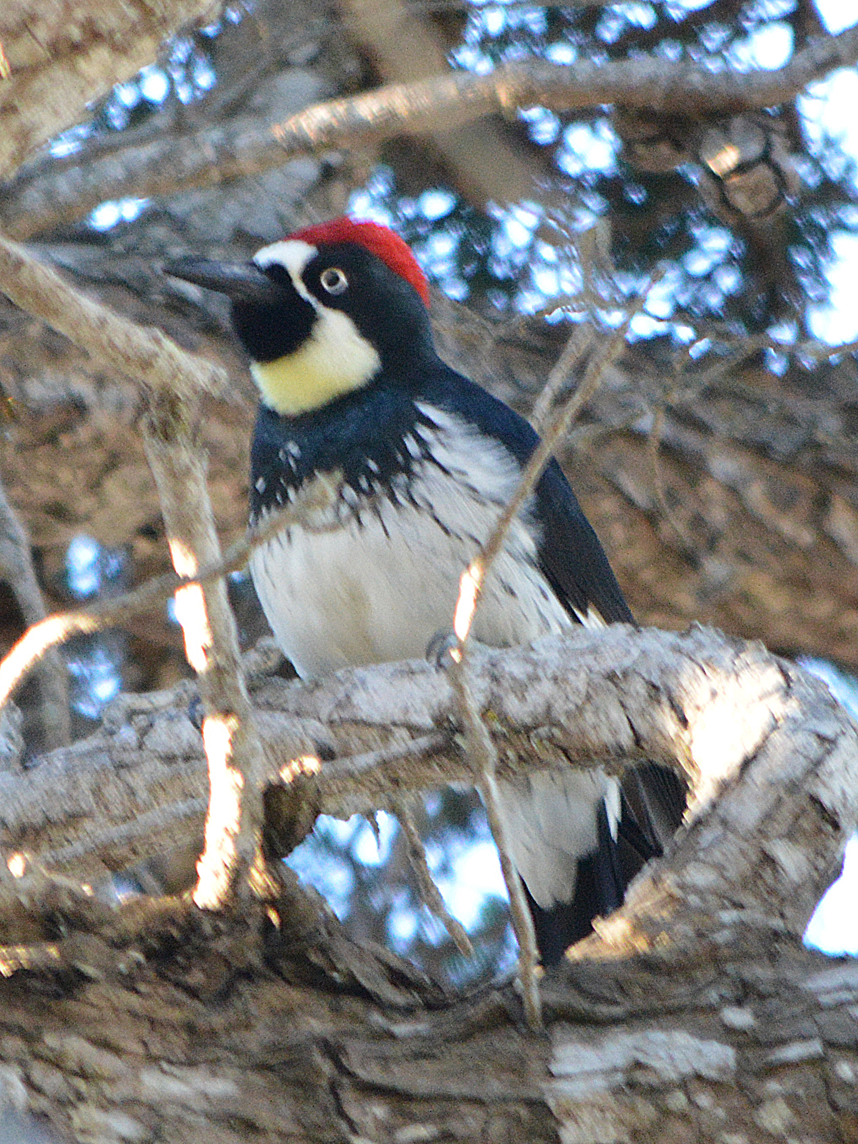 Acorn Woodpecker