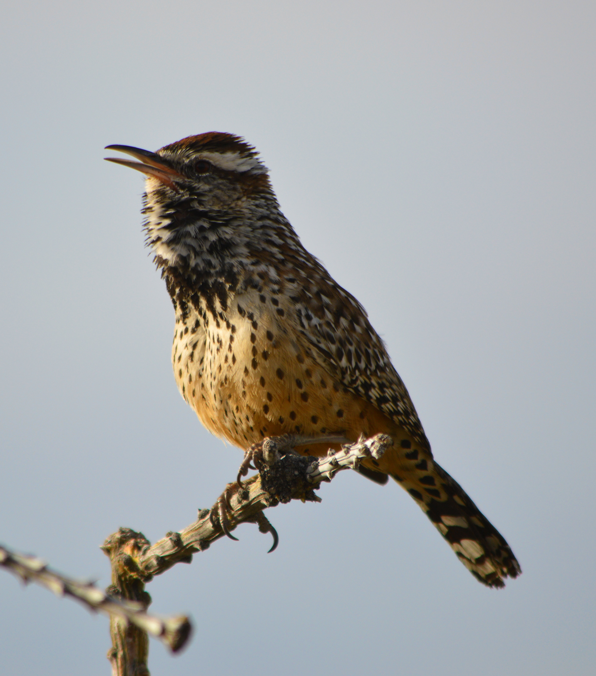 Cactus Wren