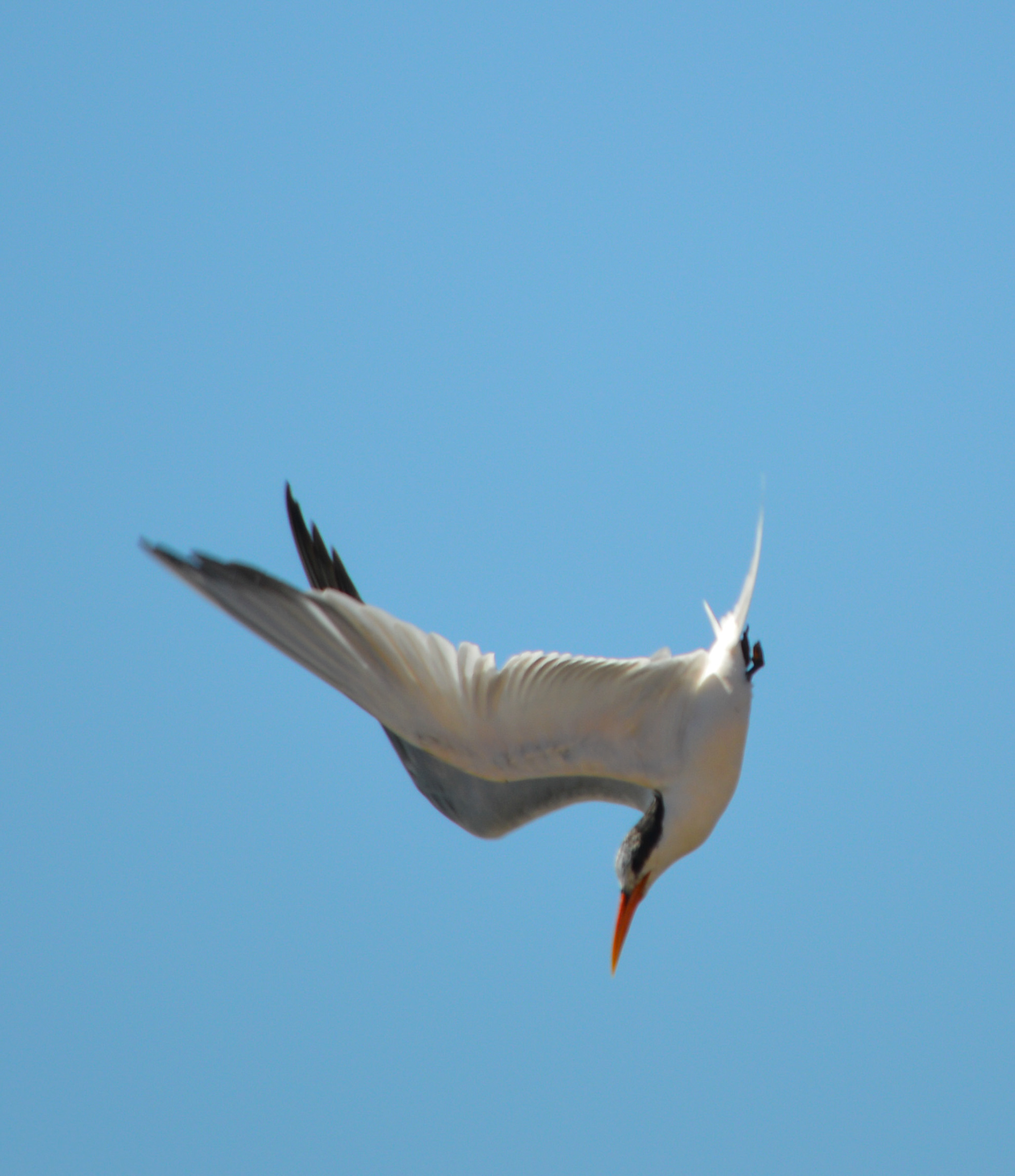 Foster's Tern