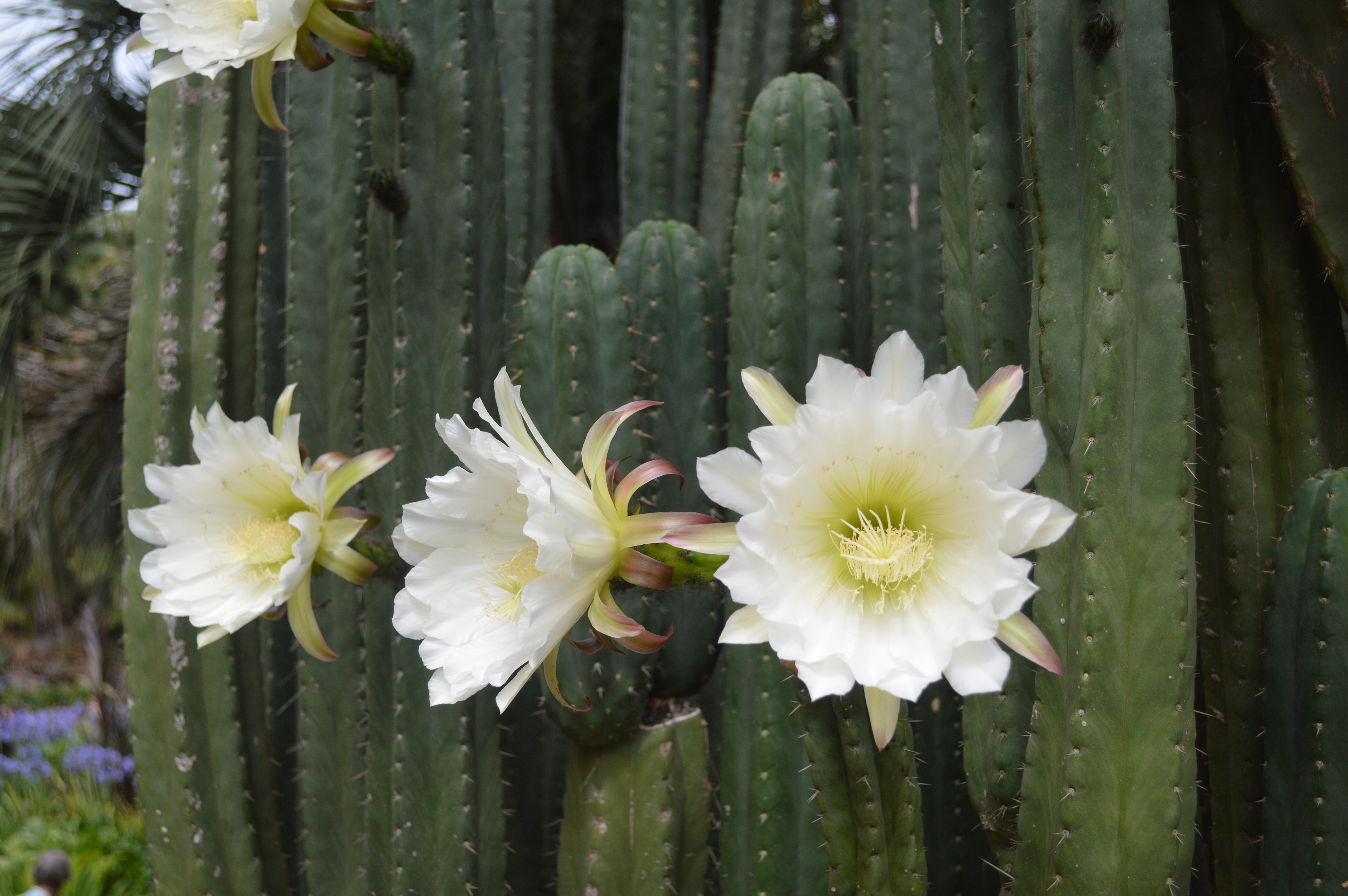 Cactus Blossoms