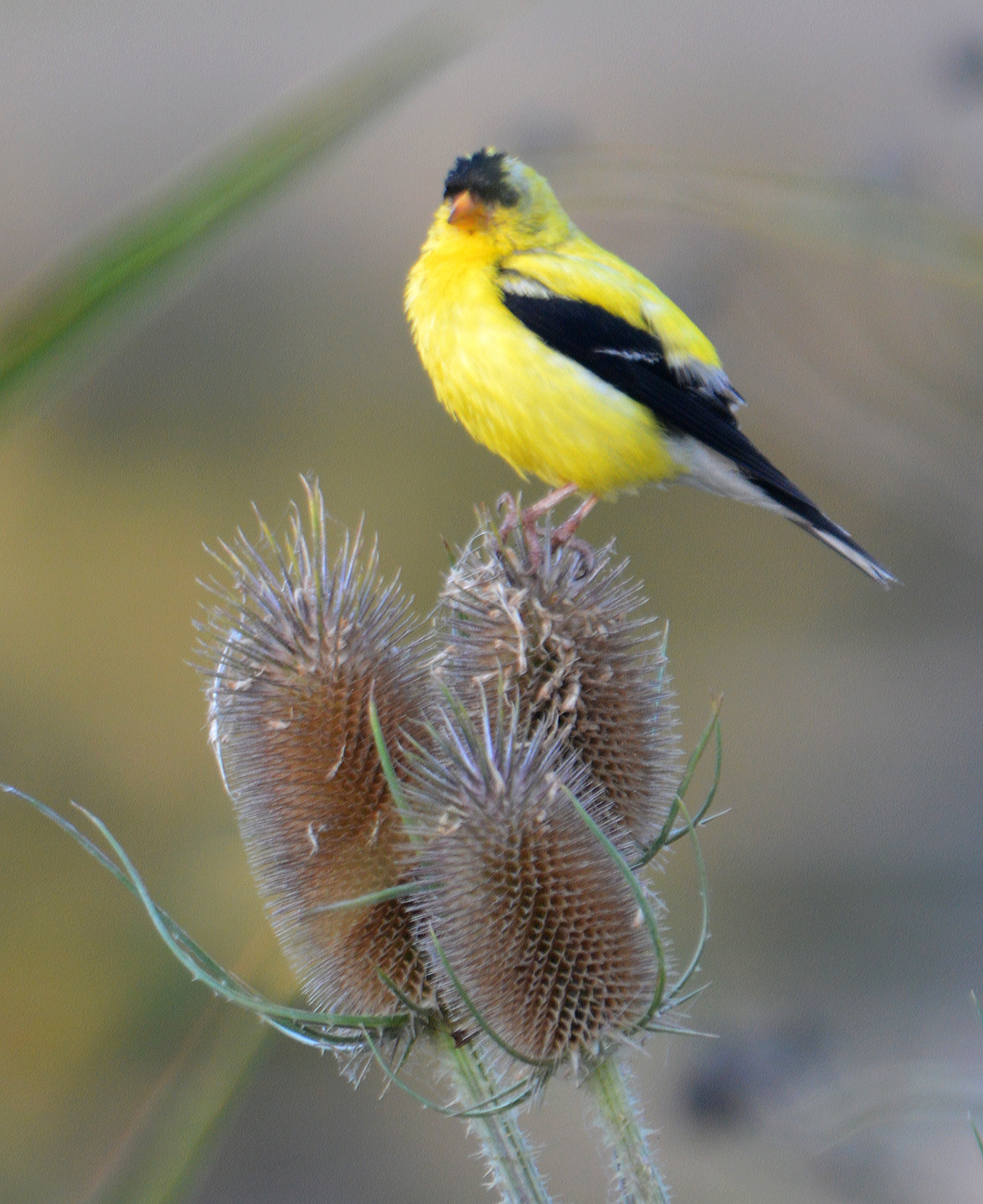 American Goldfinch