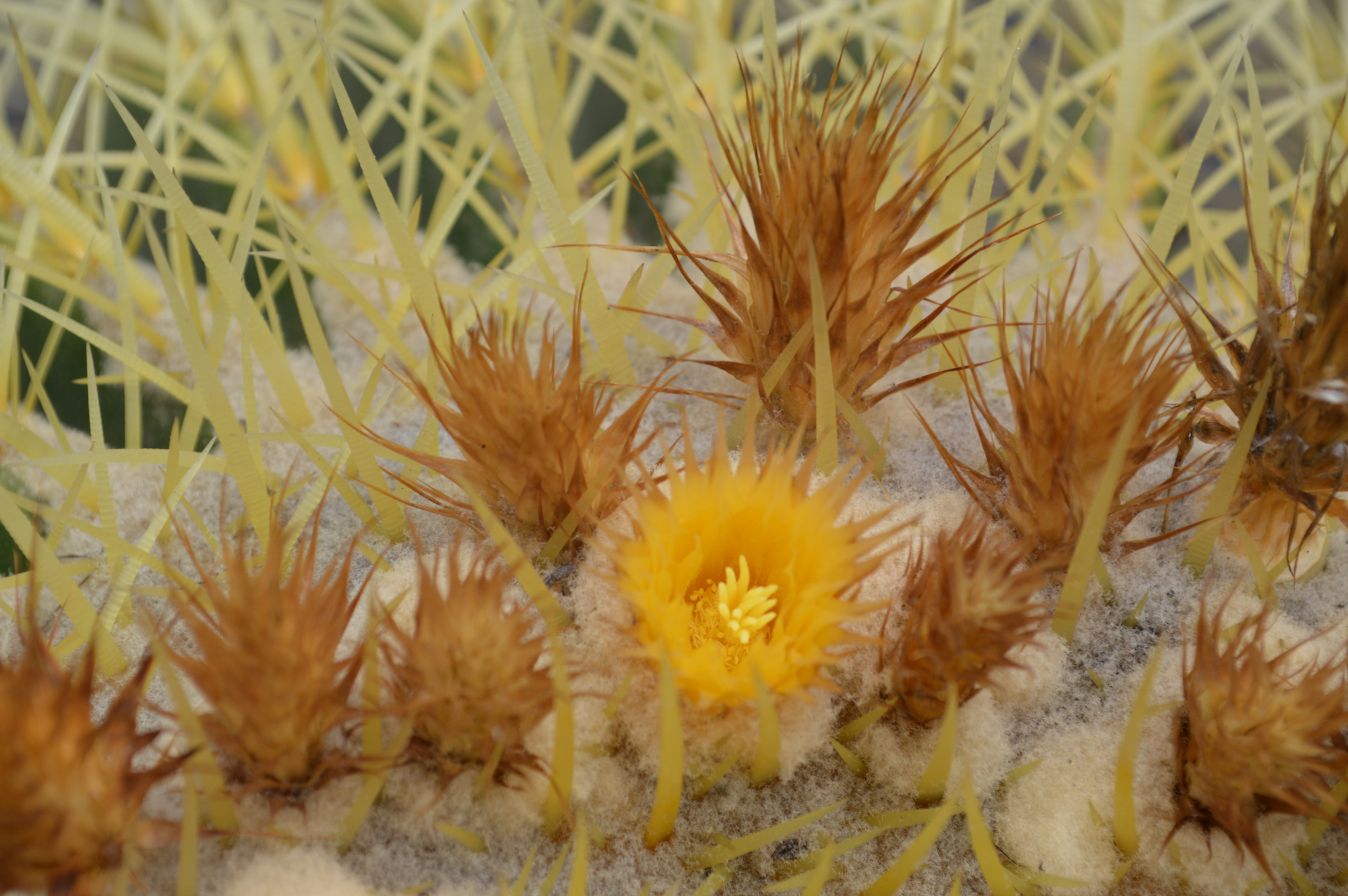 Cactus Blossoms