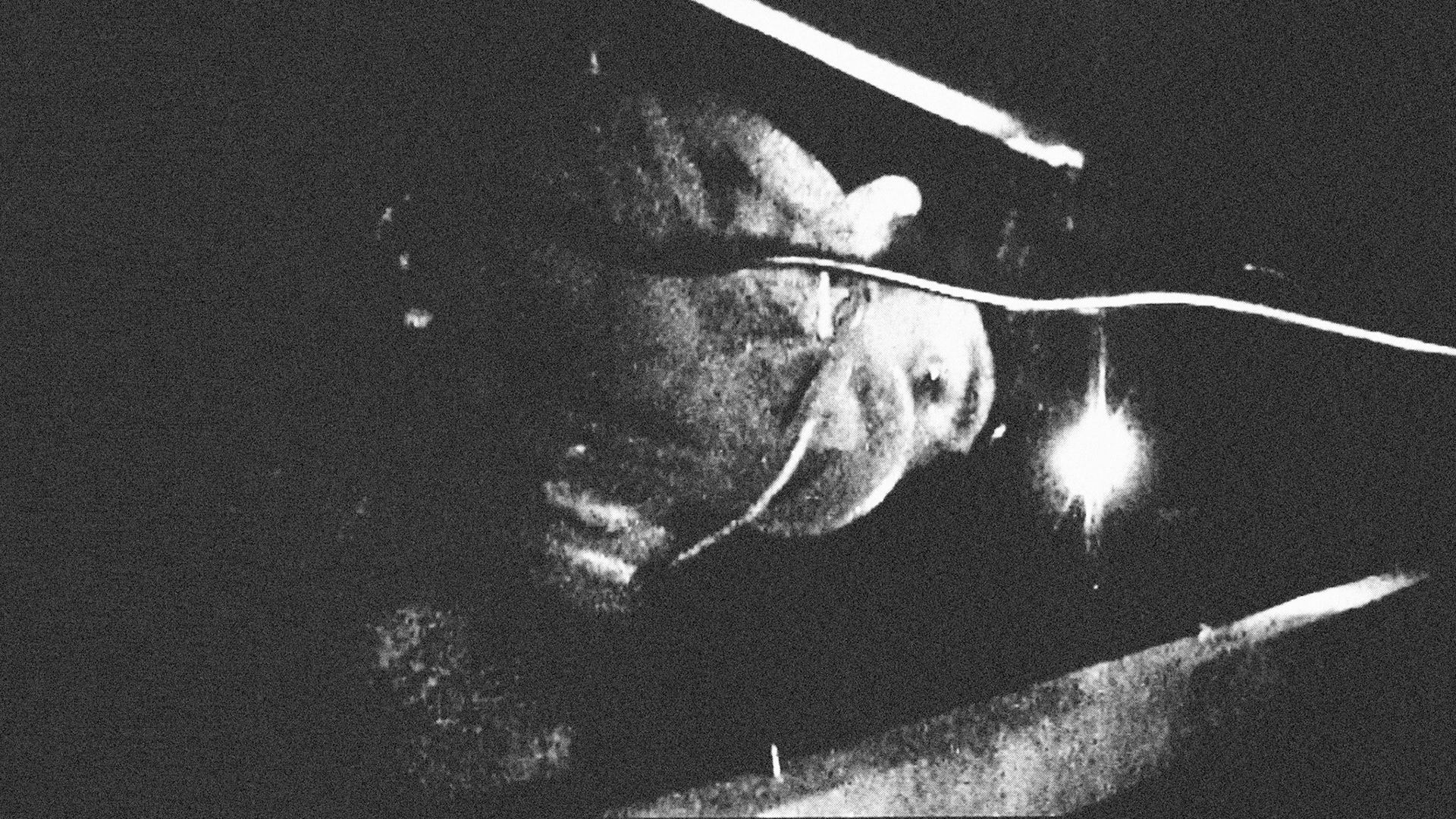 On All FoursVideo Installation (5m x 12,5m x 1,25m - MDF panels)DVD, 48', soundHessenhuis, Antwerp (BE)2006