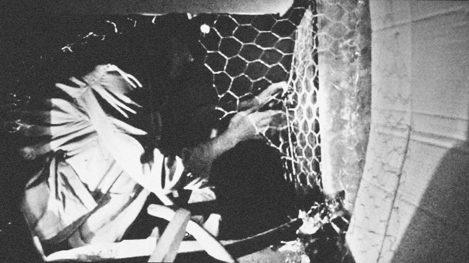 On All FoursVideo Installation (5m x 12,5m x 1,25m - MDF panels)DVD, 48', soundHessenhuis, Antwerp (BE)2006