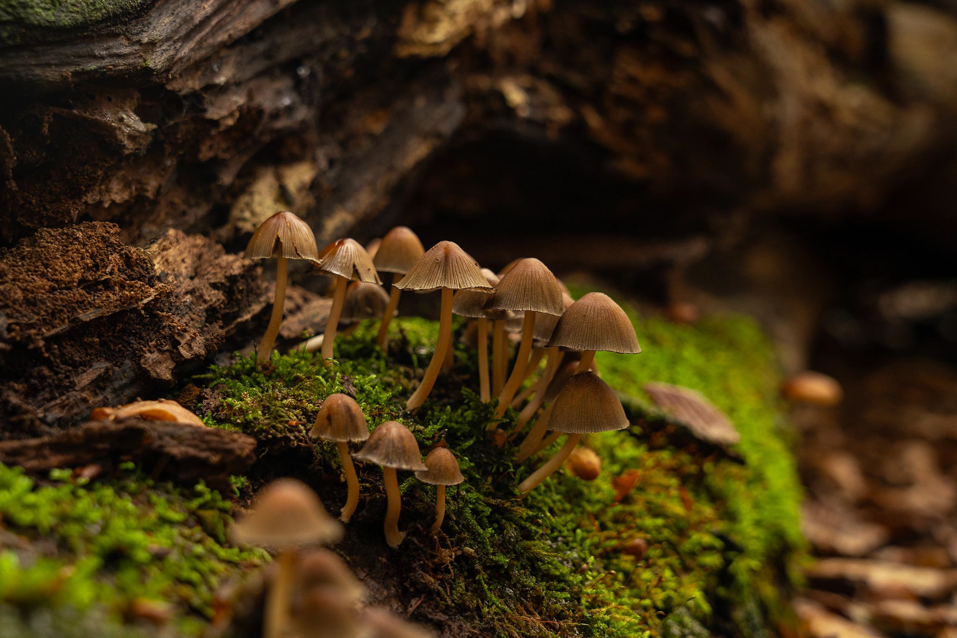 Groep Paddestoelen