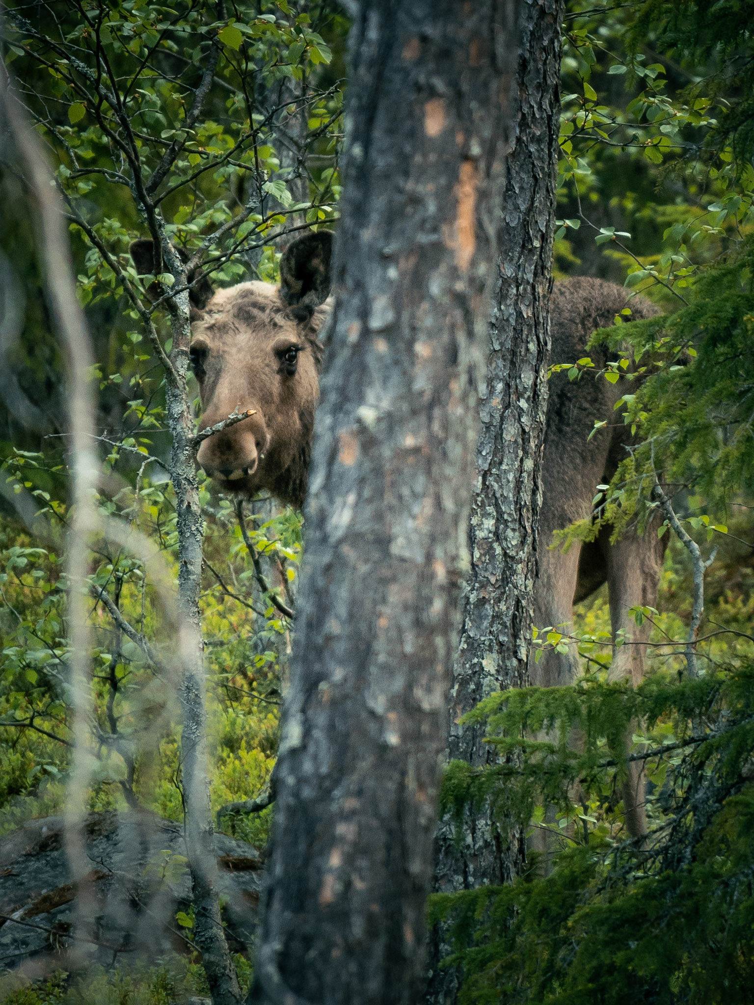 2023-06, fulufjället (swe)