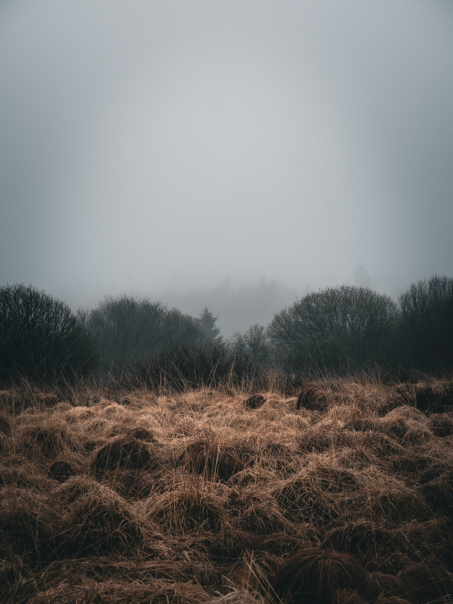 2023-04, venn moor (ger)