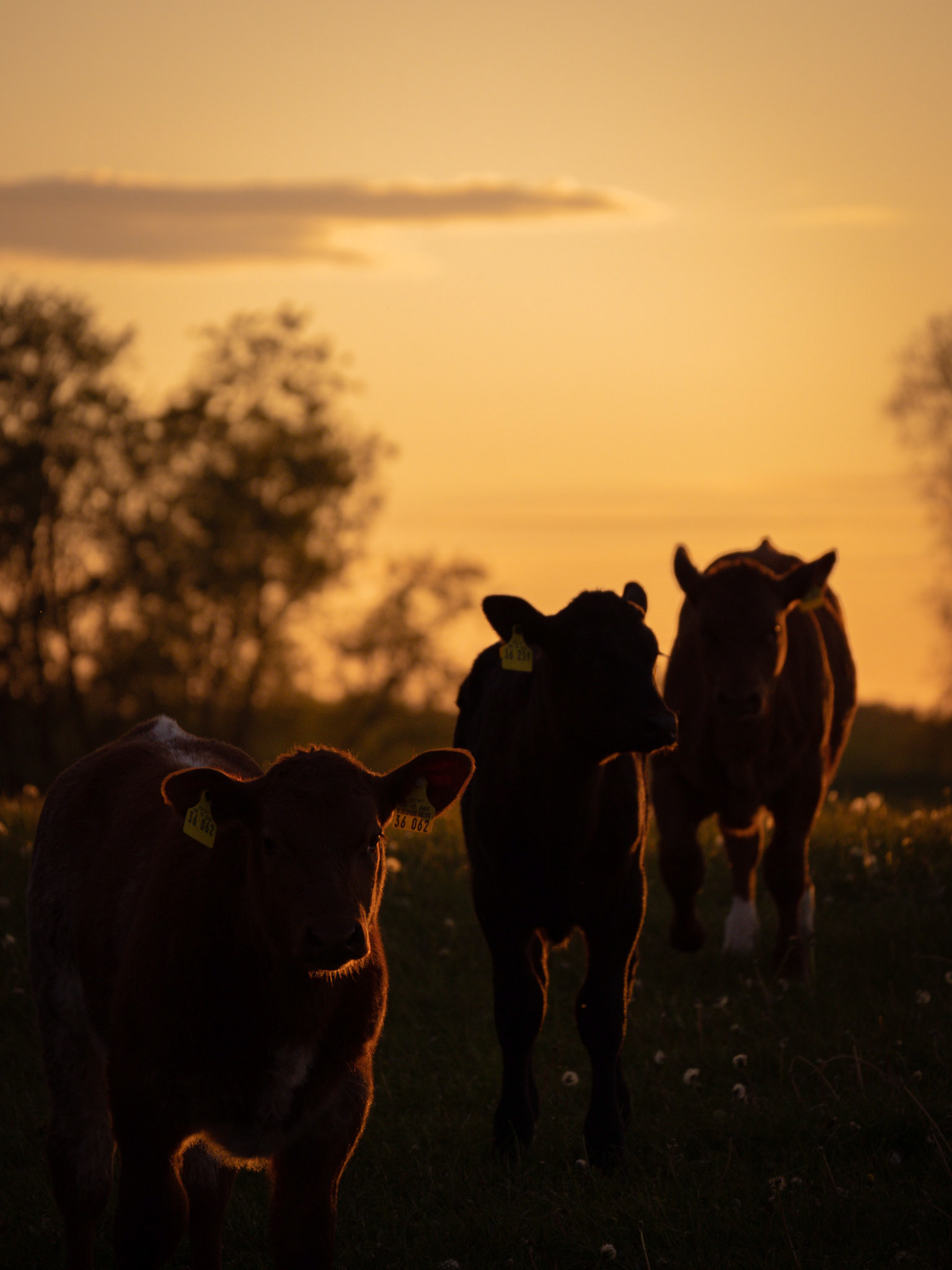 2023-05, tribsees (ger)