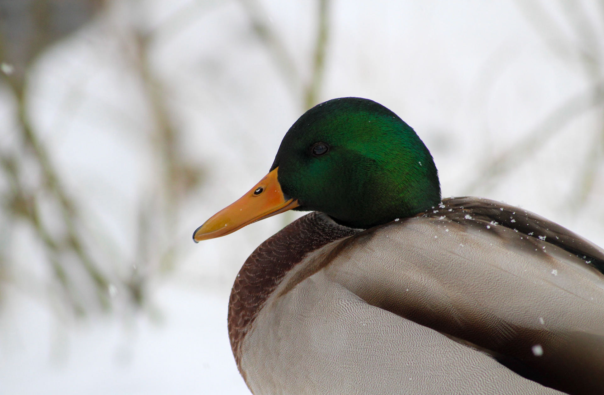 Duck in Gotha - 2023