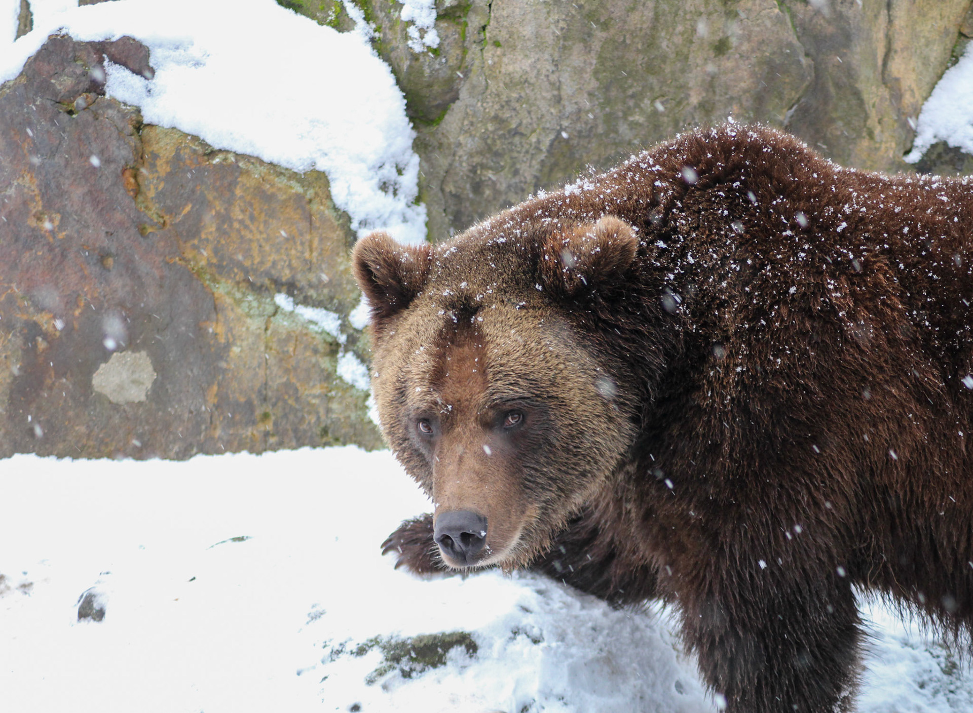 Bear in Berlin - 2024