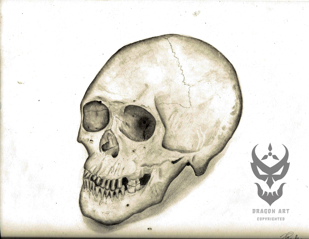 Untitled skull drawing – pencil on heavy drawing paper; 2014