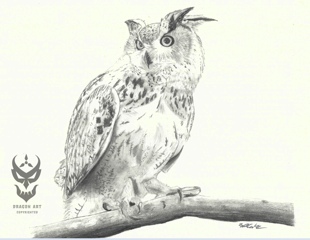 Untitled owl pencil drawing – pencil on heavy drawing paper; 2013