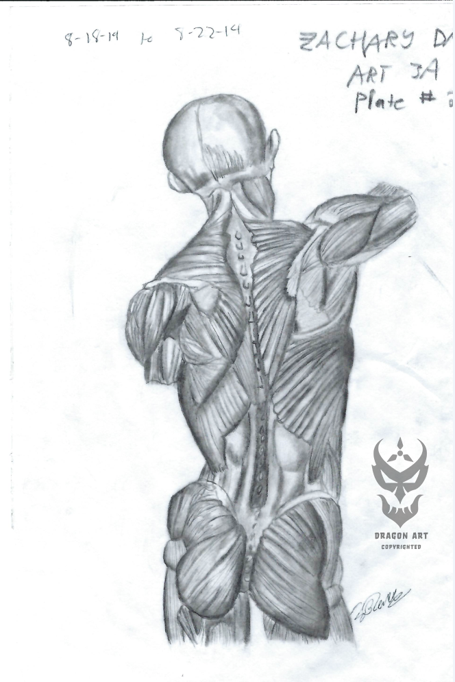 Anatomy study – male back muscle detail; 2014