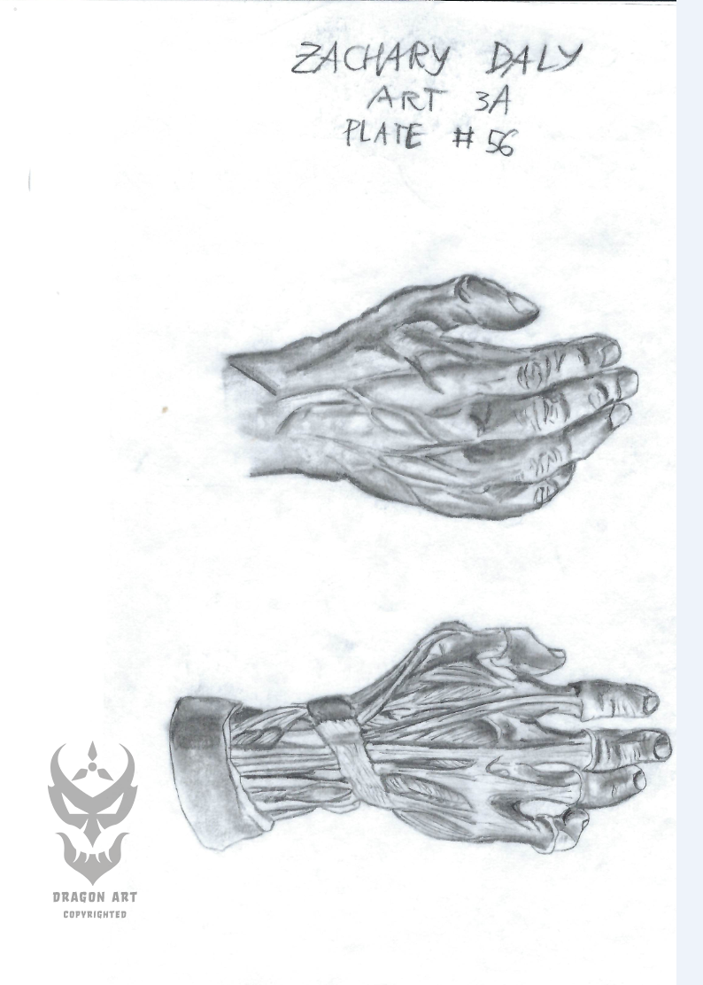Anatomy study – hand muscle detail; 2014