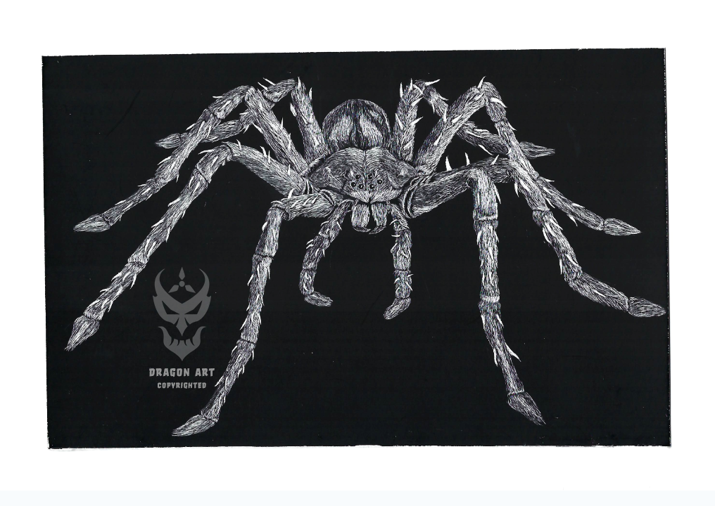 Spider drawing – scratchboard (air-brushed clay on silver-lined board); 2014