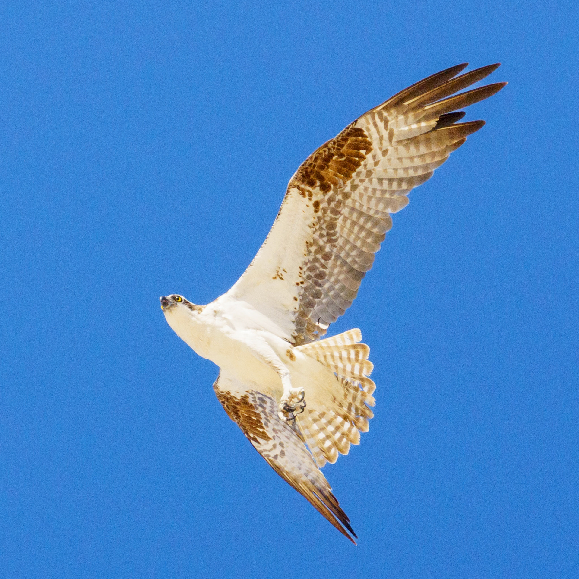 Captured in Puerto Peñasco, Mexico, this stunning osprey glides effortlessly against a crisp blue sky. With its sharp gaze and powerful wingspan, this raptor is a master of flight and an apex hunter of coastal waters."