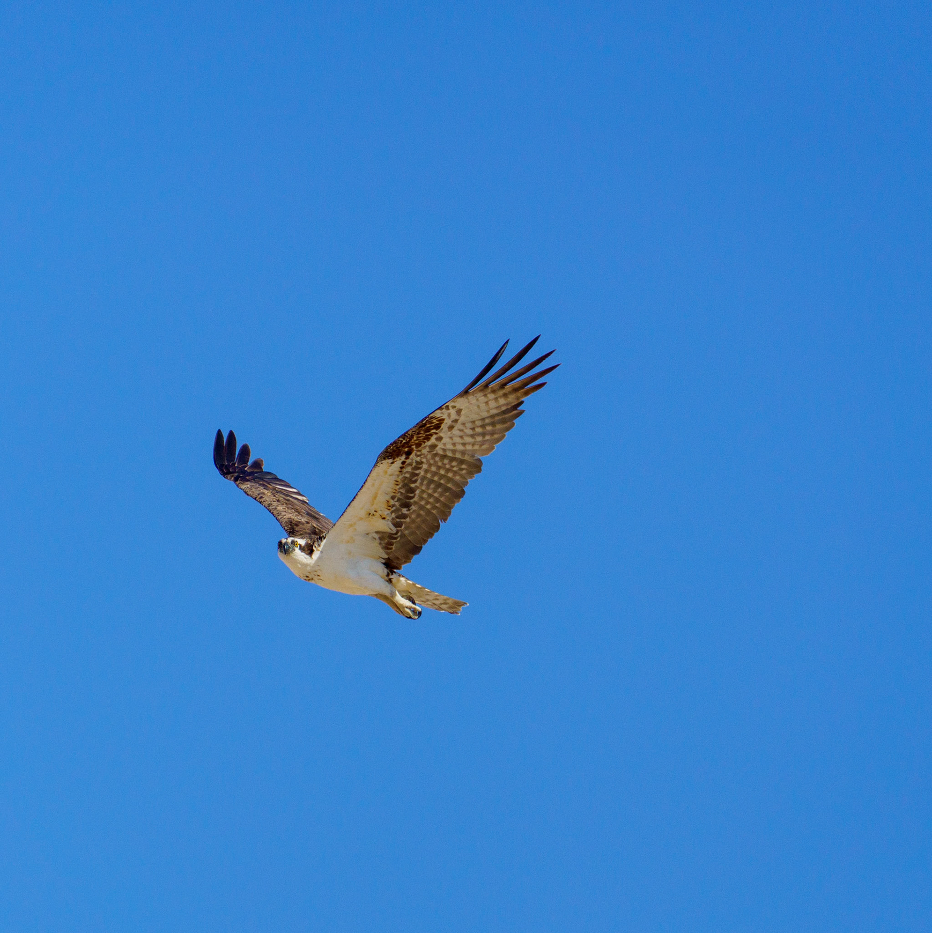 Captured in Puerto Peñasco, Mexico, this stunning osprey glides effortlessly against a crisp blue sky. With its sharp gaze and powerful wingspan, this raptor is a master of flight and an apex hunter of coastal waters."