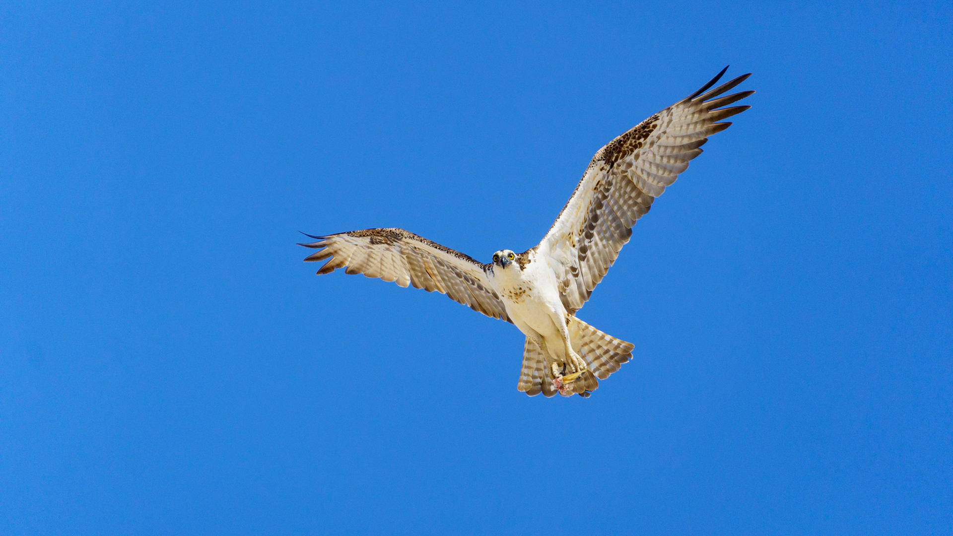 Captured in Puerto Peñasco, Mexico, this stunning osprey glides effortlessly against a crisp blue sky. With its sharp gaze and powerful wingspan, this raptor is a master of flight and an apex hunter of coastal waters."