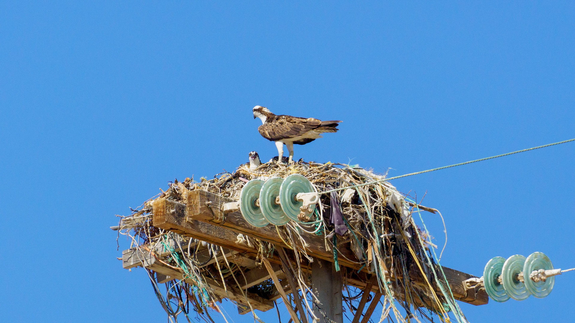 Captured in Puerto Peñasco, Mexico, this stunning osprey glides effortlessly against a crisp blue sky. With its sharp gaze and powerful wingspan, this raptor is a master of flight and an apex hunter of coastal waters."