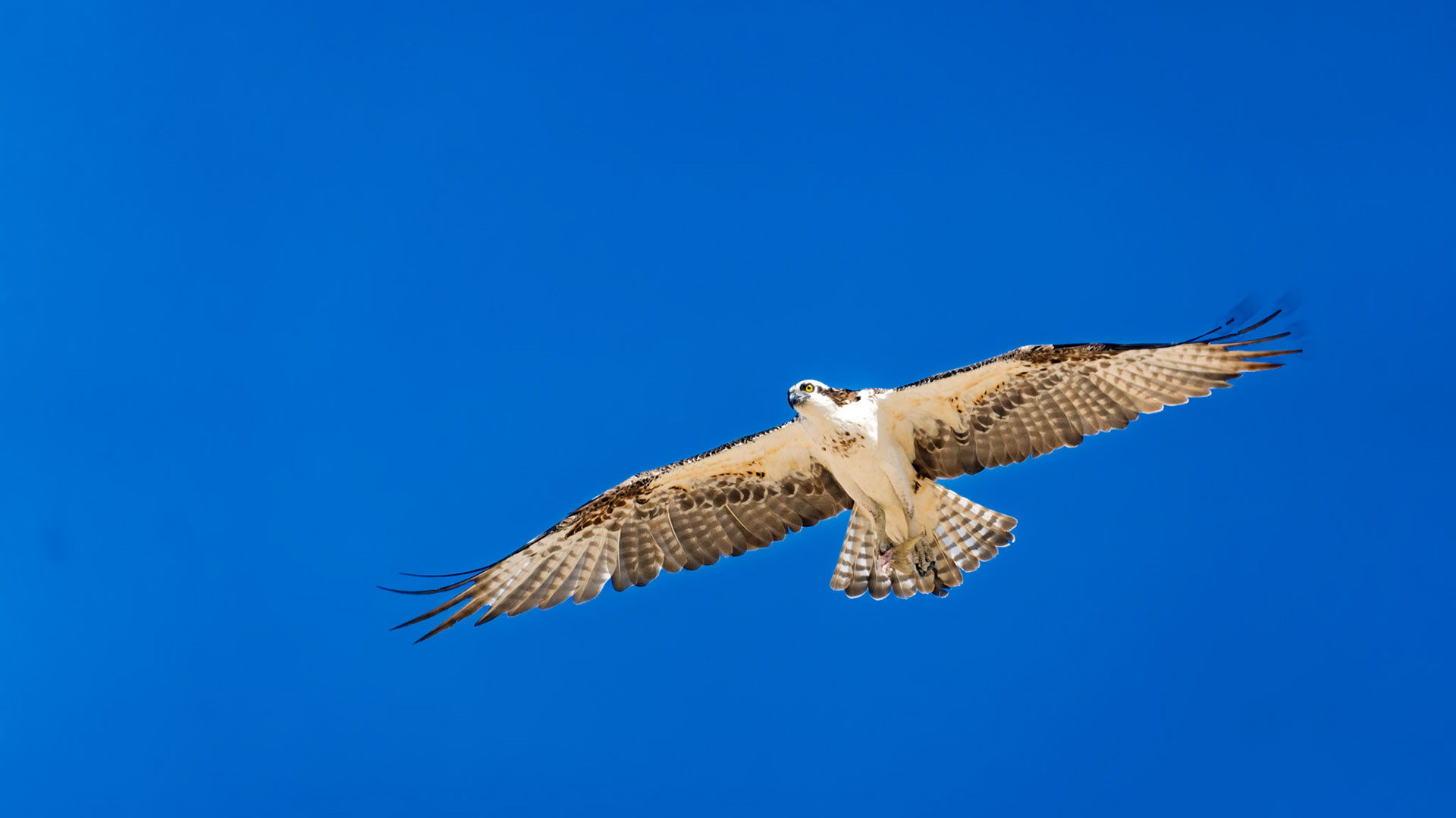 Captured in Puerto Peñasco, Mexico, this stunning osprey glides effortlessly against a crisp blue sky. With its sharp gaze and powerful wingspan, this raptor is a master of flight and an apex hunter of coastal waters."