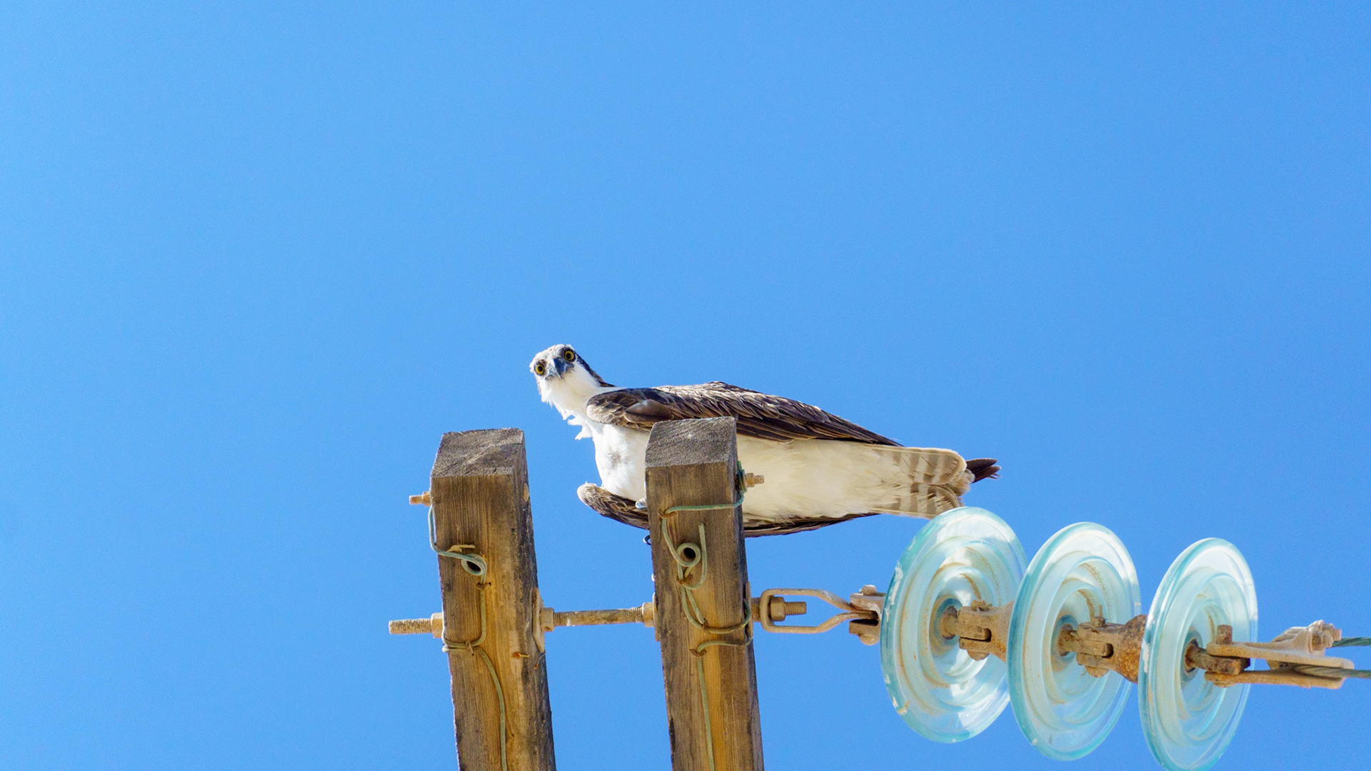 Captured in Puerto Peñasco, Mexico, this stunning osprey glides effortlessly against a crisp blue sky. With its sharp gaze and powerful wingspan, this raptor is a master of flight and an apex hunter of coastal waters."