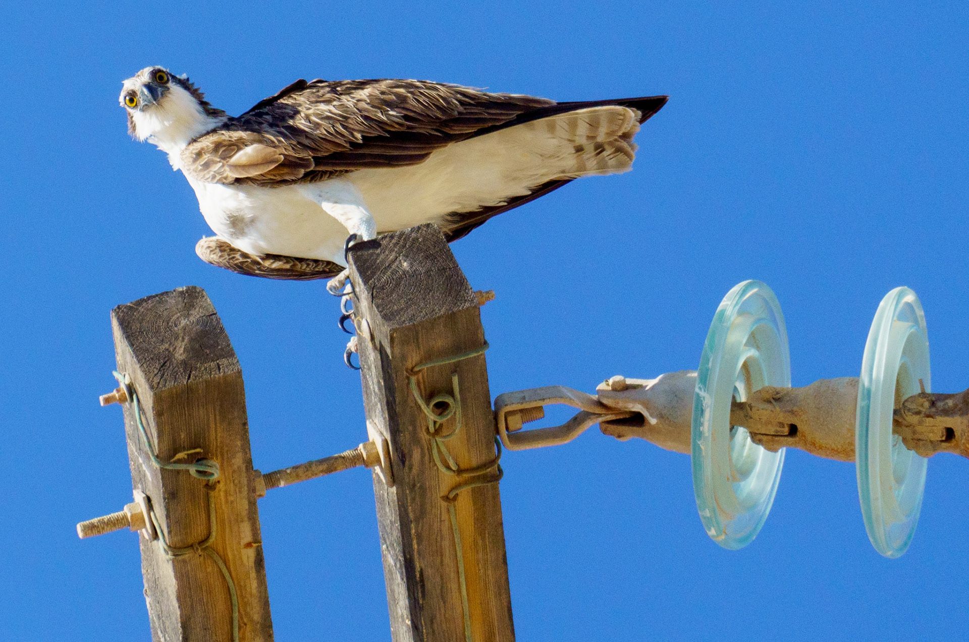 Captured in Puerto Peñasco, Mexico, this stunning osprey glides effortlessly against a crisp blue sky. With its sharp gaze and powerful wingspan, this raptor is a master of flight and an apex hunter of coastal waters."