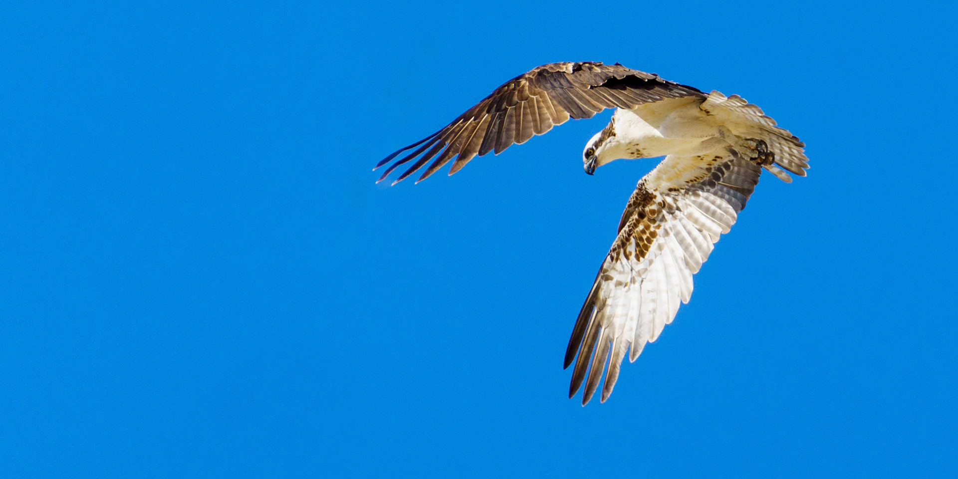 Captured in Puerto Peñasco, Mexico, this stunning osprey glides effortlessly against a crisp blue sky. With its sharp gaze and powerful wingspan, this raptor is a master of flight and an apex hunter of coastal waters."