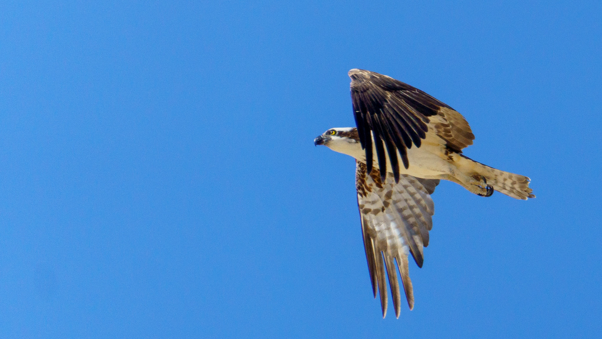 Captured in Puerto Peñasco, Mexico, this stunning osprey glides effortlessly against a crisp blue sky. With its sharp gaze and powerful wingspan, this raptor is a master of flight and an apex hunter of coastal waters."