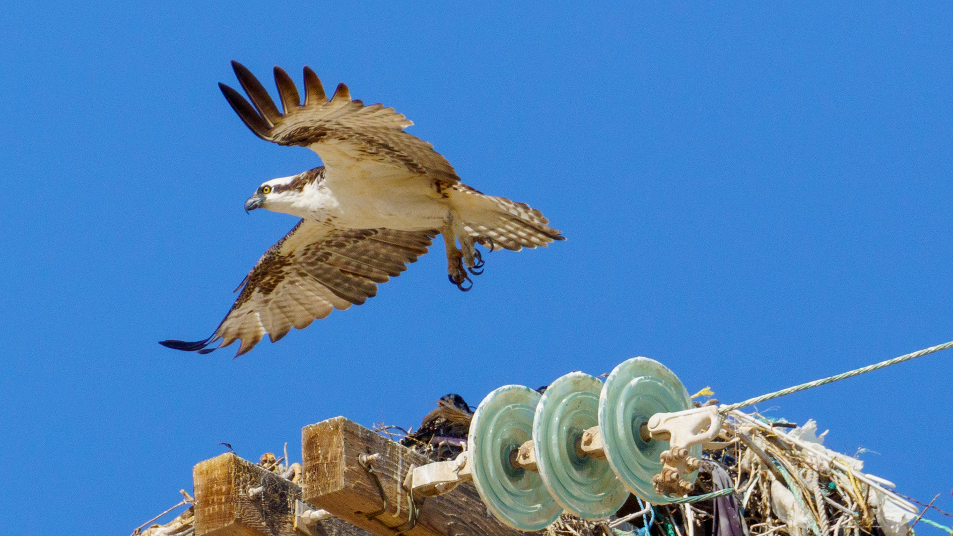 Captured in Puerto Peñasco, Mexico, this stunning osprey glides effortlessly against a crisp blue sky. With its sharp gaze and powerful wingspan, this raptor is a master of flight and an apex hunter of coastal waters."