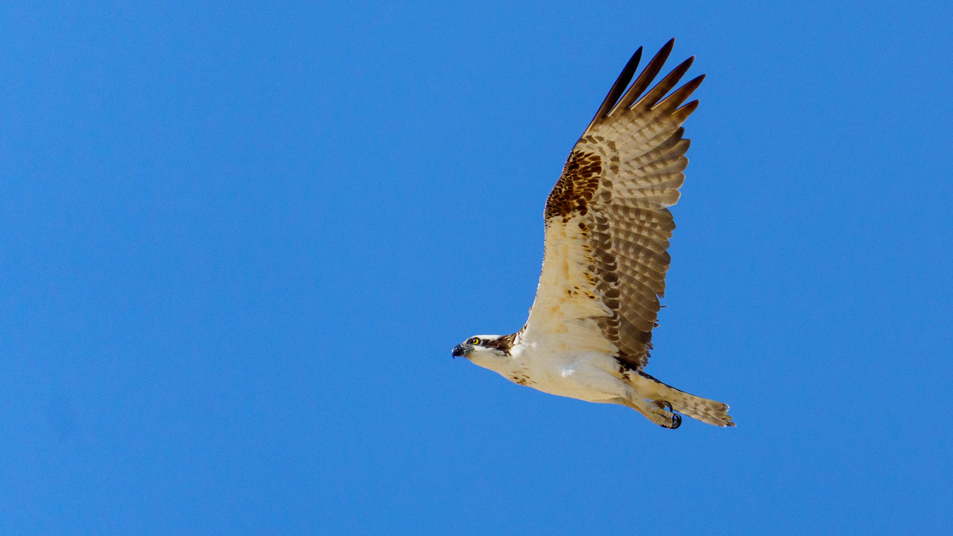Captured in Puerto Peñasco, Mexico, this stunning osprey glides effortlessly against a crisp blue sky. With its sharp gaze and powerful wingspan, this raptor is a master of flight and an apex hunter of coastal waters."