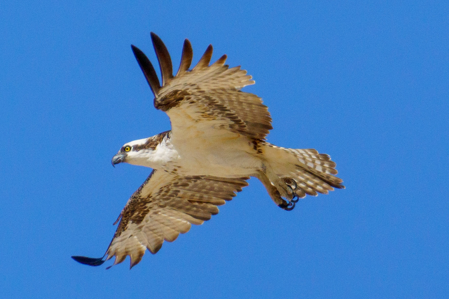 Captured in Puerto Peñasco, Mexico, this stunning osprey glides effortlessly against a crisp blue sky. With its sharp gaze and powerful wingspan, this raptor is a master of flight and an apex hunter of coastal waters."