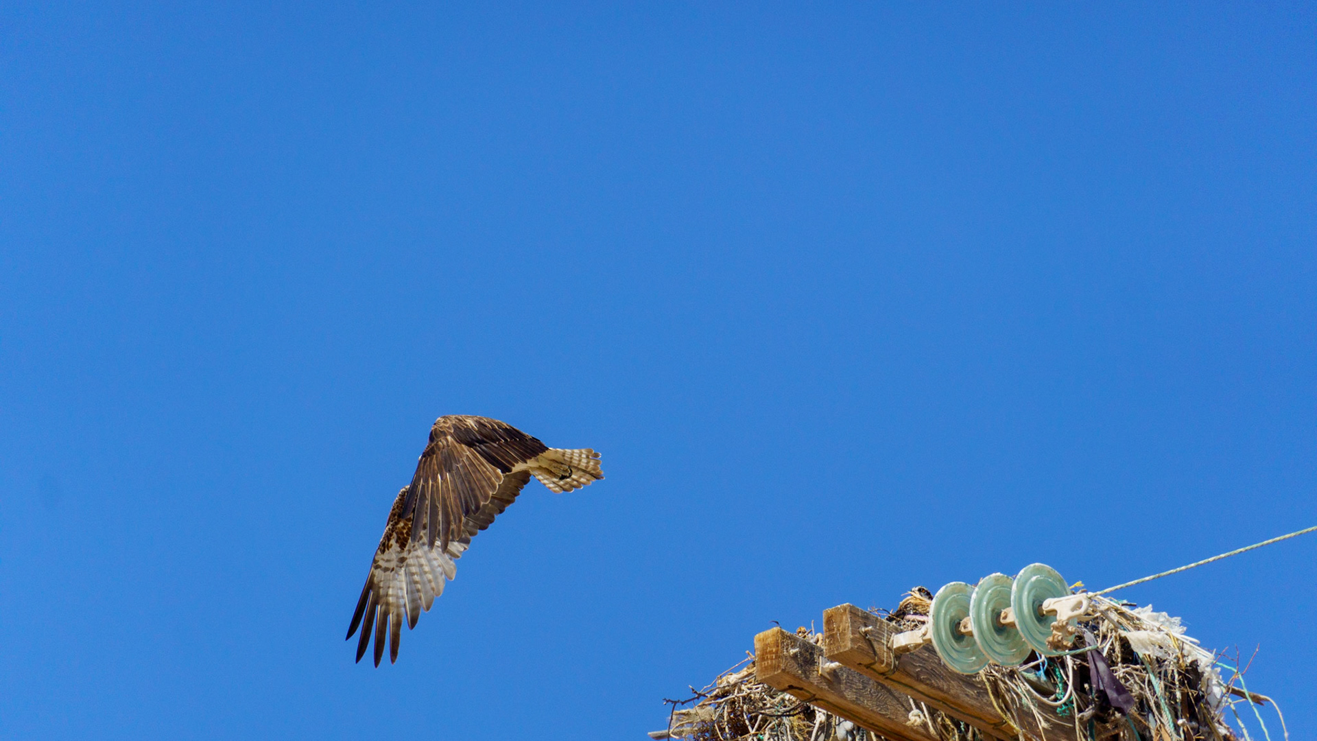 Captured in Puerto Peñasco, Mexico, this stunning osprey glides effortlessly against a crisp blue sky. With its sharp gaze and powerful wingspan, this raptor is a master of flight and an apex hunter of coastal waters."