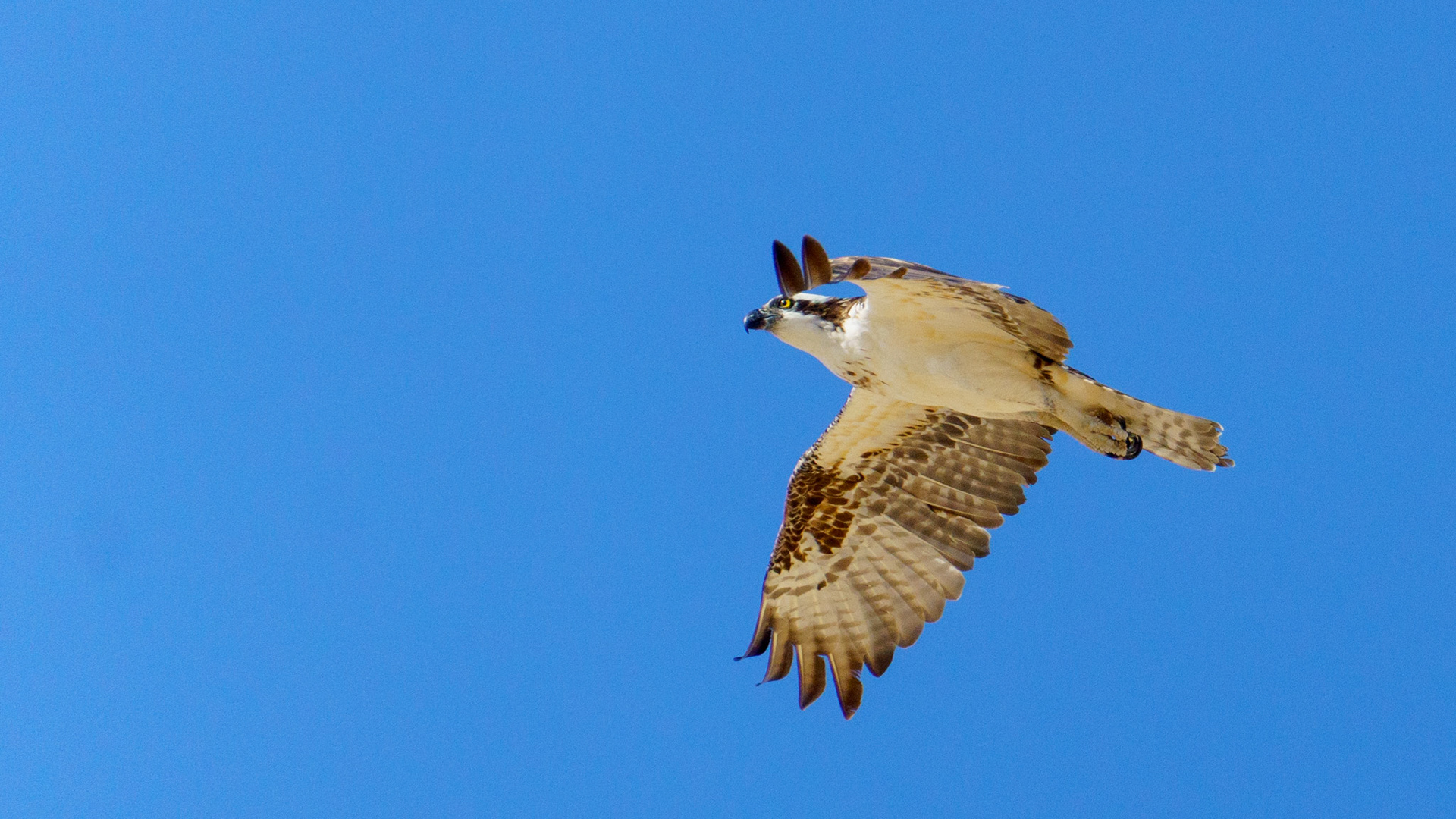 Captured in Puerto Peñasco, Mexico, this stunning osprey glides effortlessly against a crisp blue sky. With its sharp gaze and powerful wingspan, this raptor is a master of flight and an apex hunter of coastal waters."