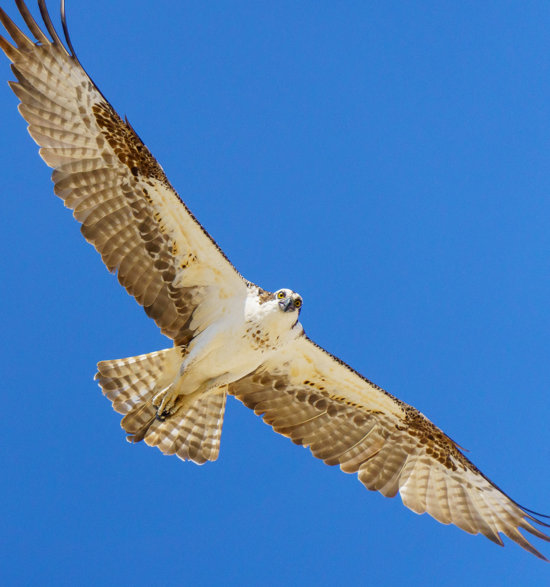 Captured in Puerto Peñasco, Mexico, this stunning osprey glides effortlessly against a crisp blue sky. With its sharp gaze and powerful wingspan, this raptor is a master of flight and an apex hunter of coastal waters."