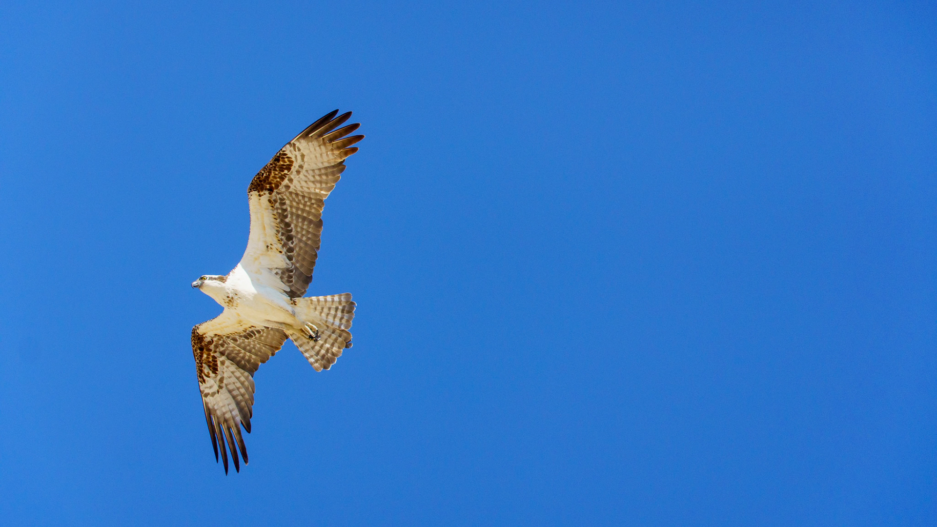Captured in Puerto Peñasco, Mexico, this stunning osprey glides effortlessly against a crisp blue sky. With its sharp gaze and powerful wingspan, this raptor is a master of flight and an apex hunter of coastal waters."