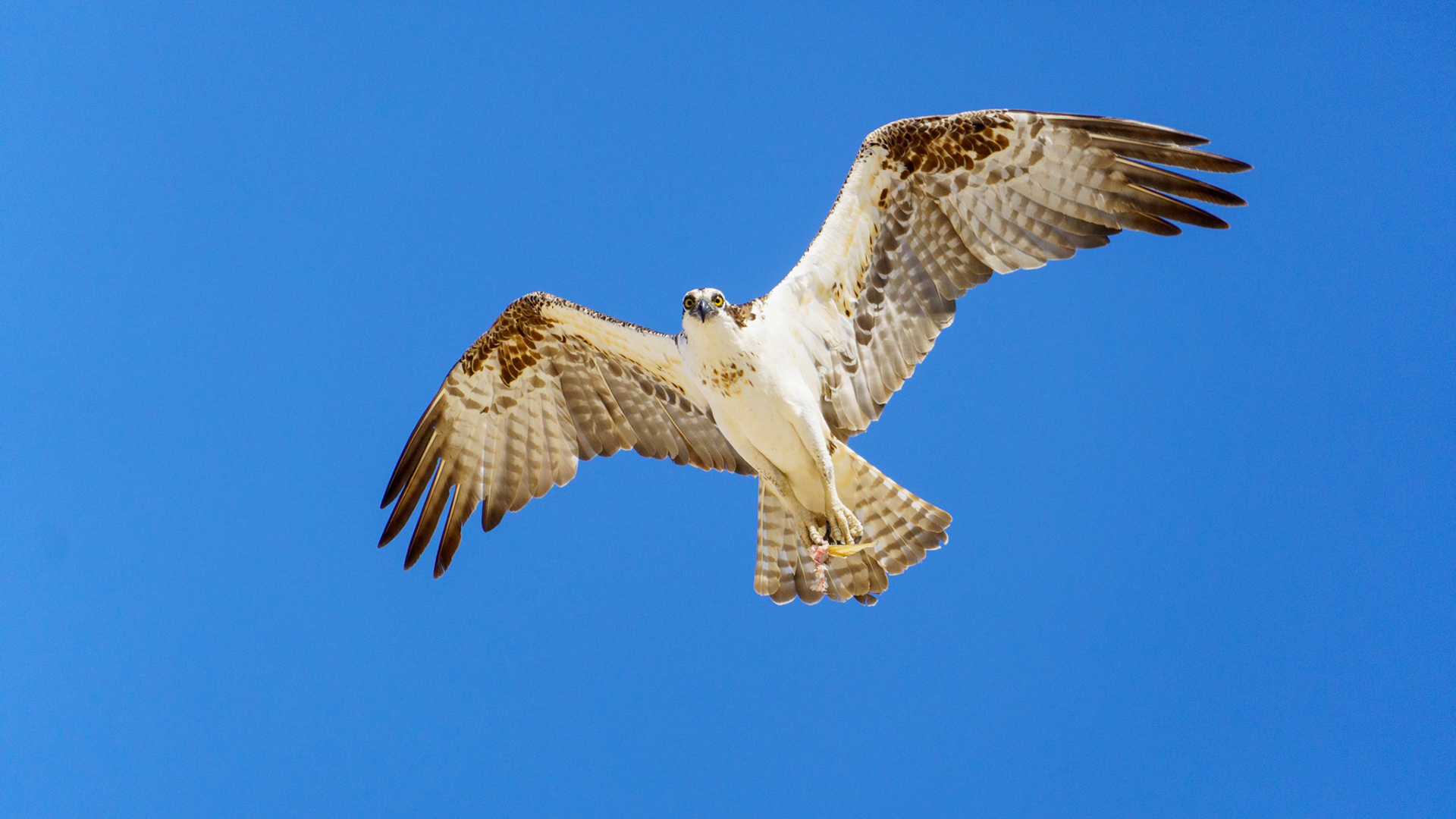 Captured in Puerto Peñasco, Mexico, this stunning osprey glides effortlessly against a crisp blue sky. With its sharp gaze and powerful wingspan, this raptor is a master of flight and an apex hunter of coastal waters."