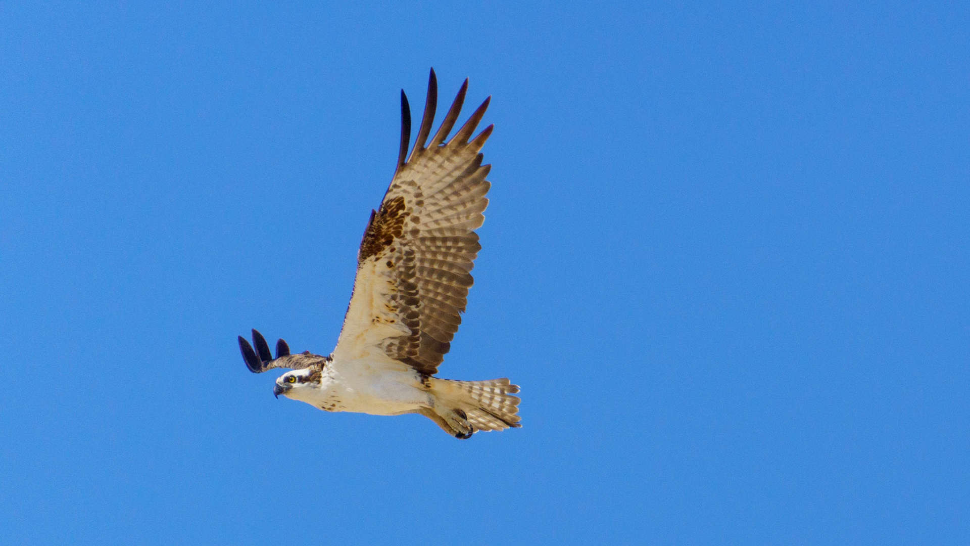 Captured in Puerto Peñasco, Mexico, this stunning osprey glides effortlessly against a crisp blue sky. With its sharp gaze and powerful wingspan, this raptor is a master of flight and an apex hunter of coastal waters."