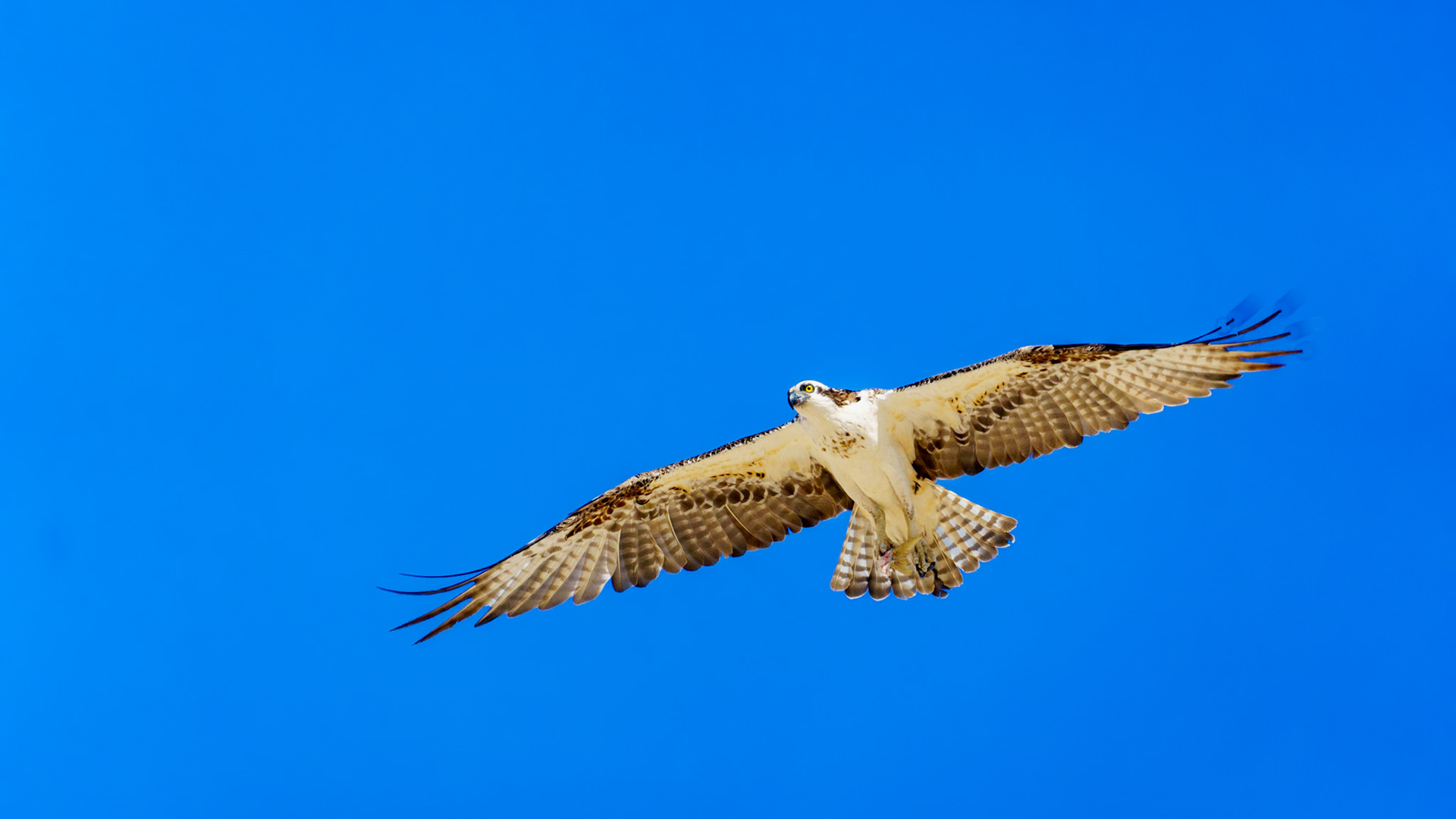 Captured in Puerto Peñasco, Mexico, this stunning osprey glides effortlessly against a crisp blue sky. With its sharp gaze and powerful wingspan, this raptor is a master of flight and an apex hunter of coastal waters."
