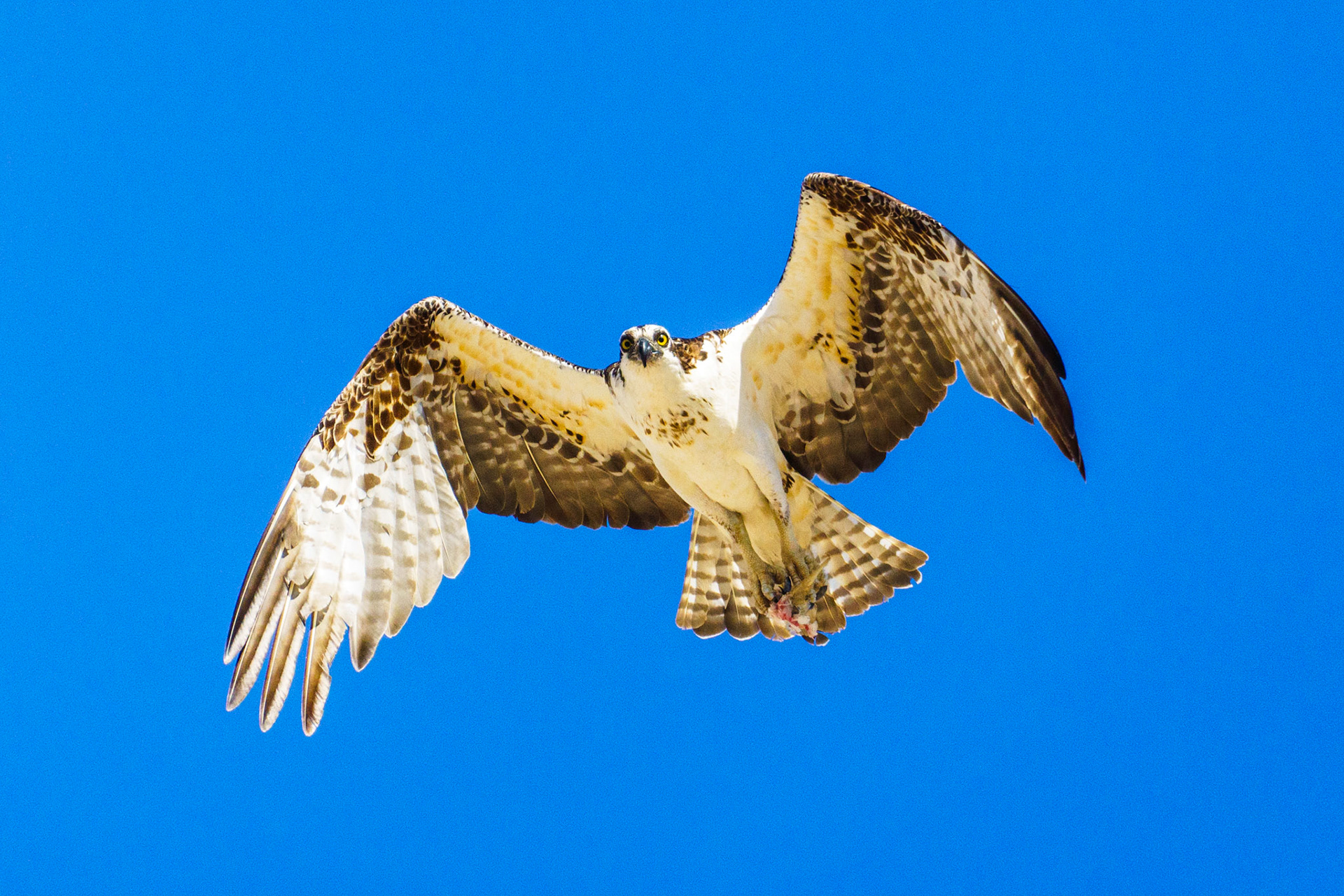 Captured in Puerto Peñasco, Mexico, this stunning osprey glides effortlessly against a crisp blue sky. With its sharp gaze and powerful wingspan, this raptor is a master of flight and an apex hunter of coastal waters."
