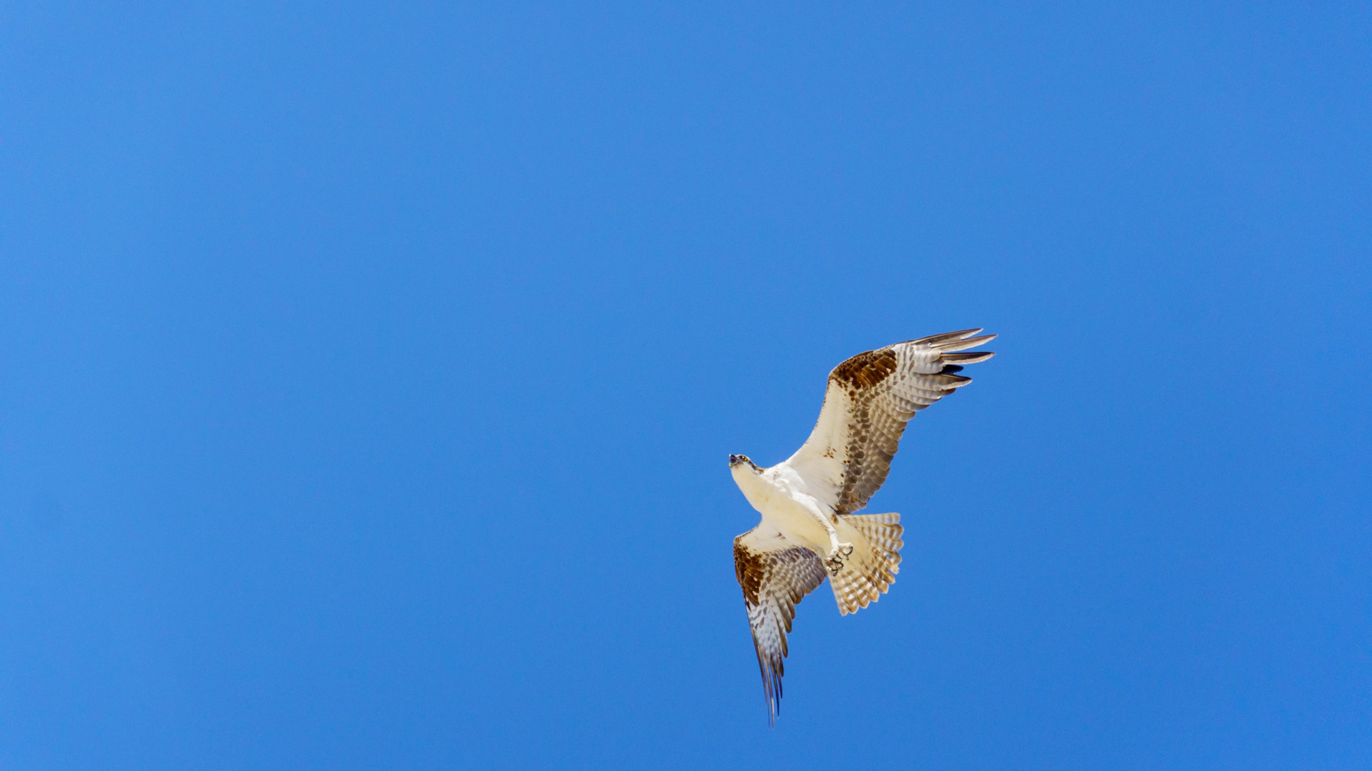 Captured in Puerto Peñasco, Mexico, this stunning osprey glides effortlessly against a crisp blue sky. With its sharp gaze and powerful wingspan, this raptor is a master of flight and an apex hunter of coastal waters."