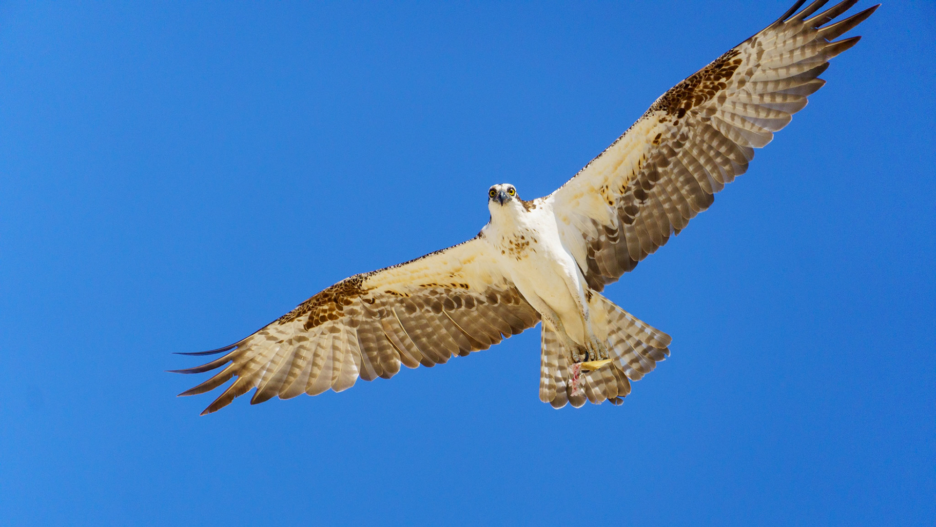 Captured in Puerto Peñasco, Mexico, this stunning osprey glides effortlessly against a crisp blue sky. With its sharp gaze and powerful wingspan, this raptor is a master of flight and an apex hunter of coastal waters."