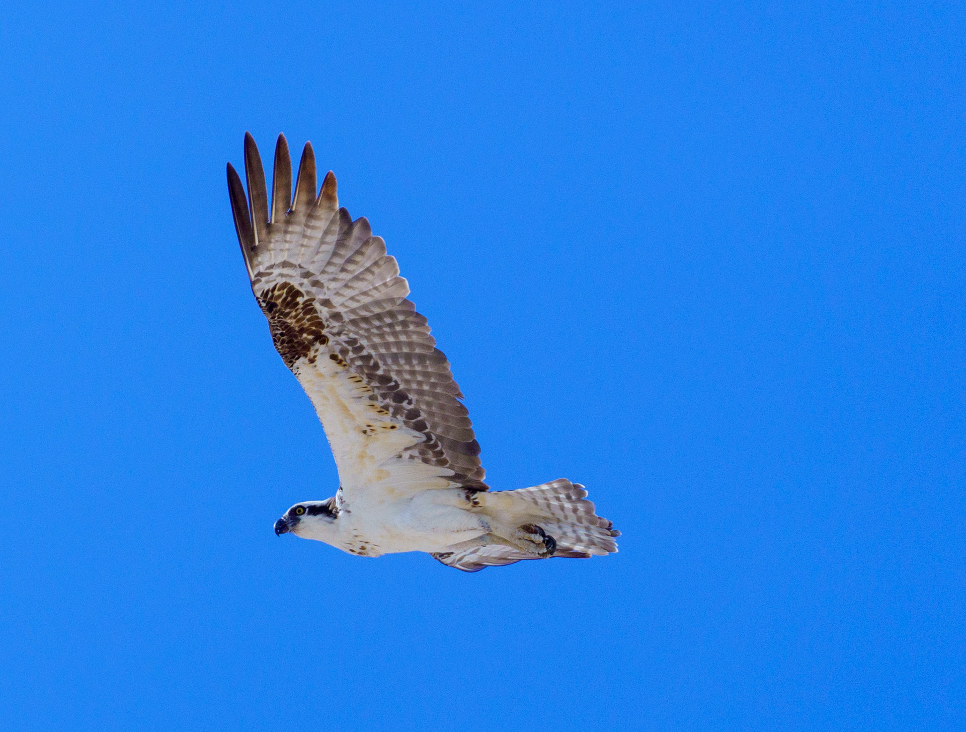 Captured in Puerto Peñasco, Mexico, this stunning osprey glides effortlessly against a crisp blue sky. With its sharp gaze and powerful wingspan, this raptor is a master of flight and an apex hunter of coastal waters."