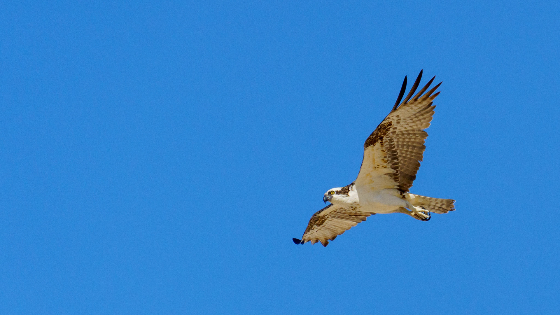 Captured in Puerto Peñasco, Mexico, this stunning osprey glides effortlessly against a crisp blue sky. With its sharp gaze and powerful wingspan, this raptor is a master of flight and an apex hunter of coastal waters."