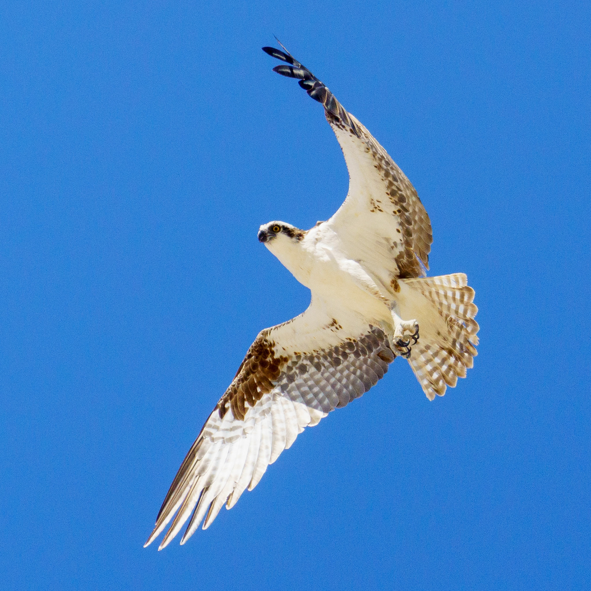 Captured in Puerto Peñasco, Mexico, this stunning osprey glides effortlessly against a crisp blue sky. With its sharp gaze and powerful wingspan, this raptor is a master of flight and an apex hunter of coastal waters."